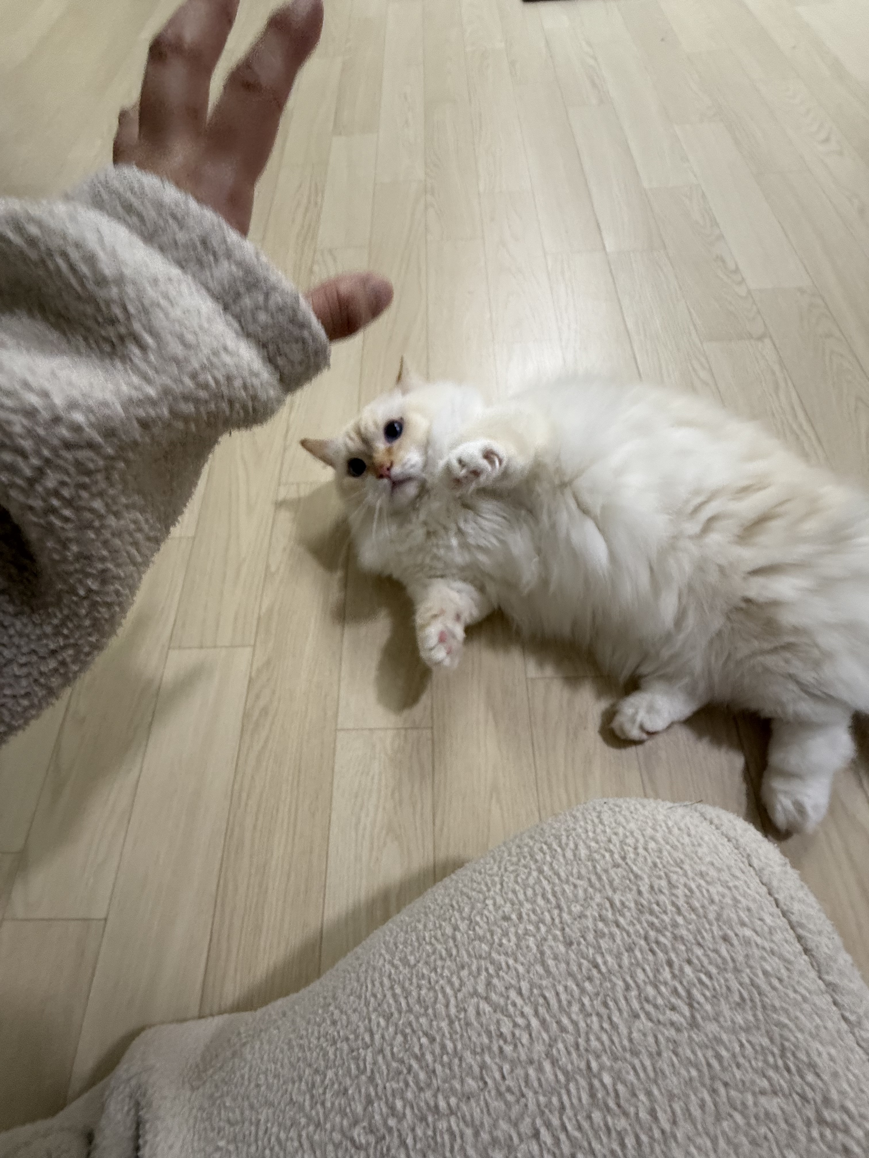 군산펫시터 대표 이미지