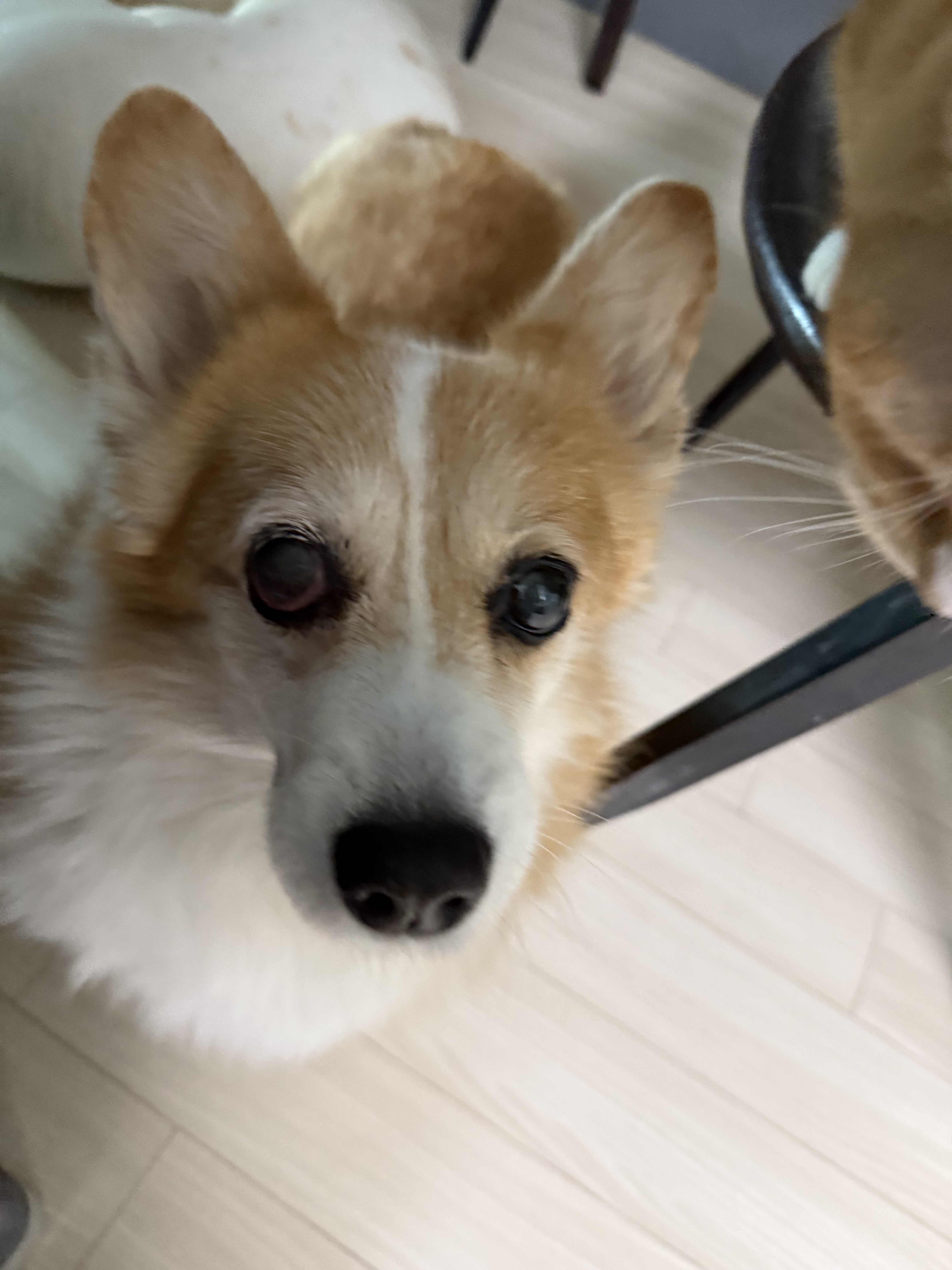 군산펫시터 대표 이미지