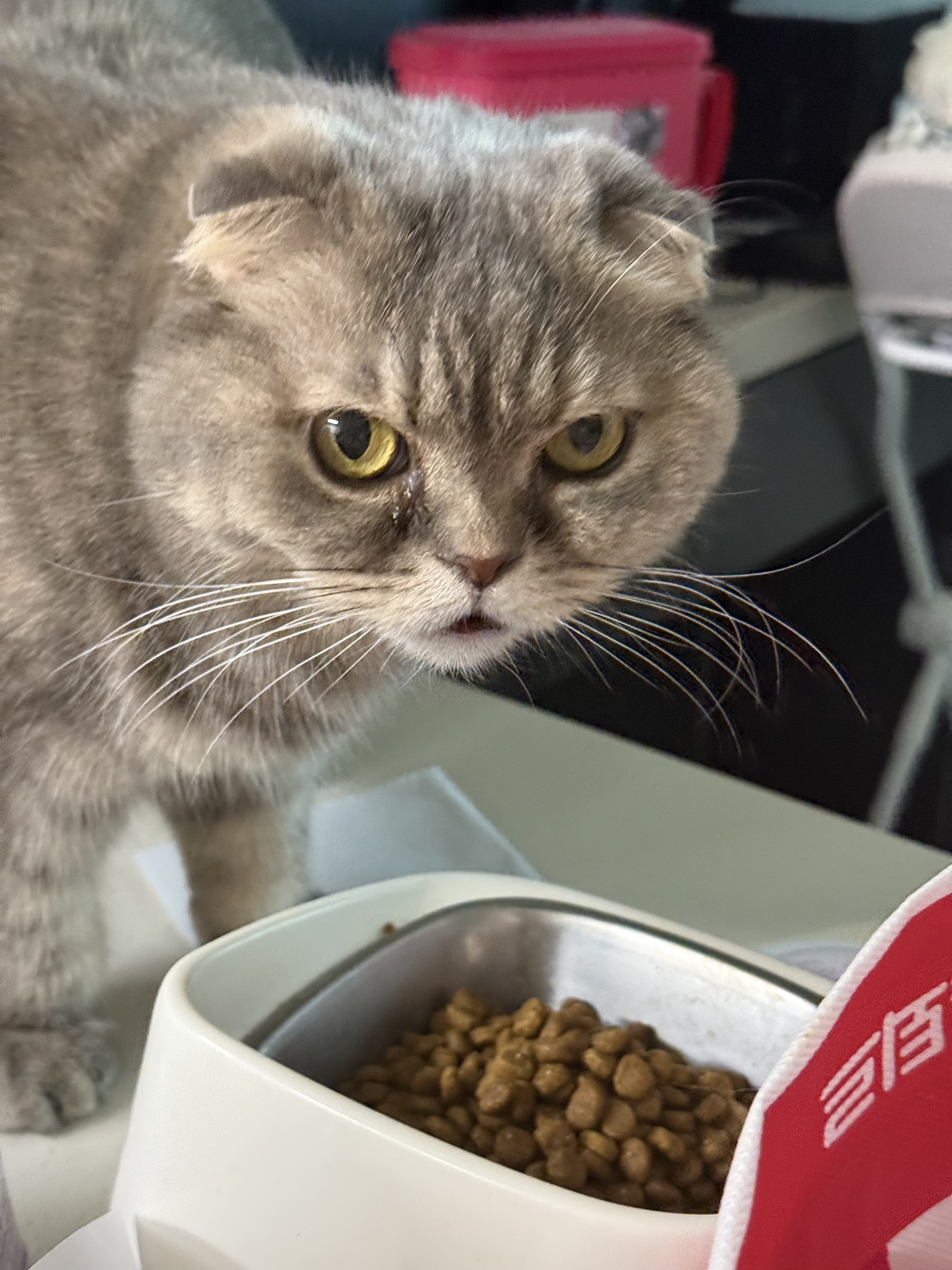 군산펫시터 대표 이미지