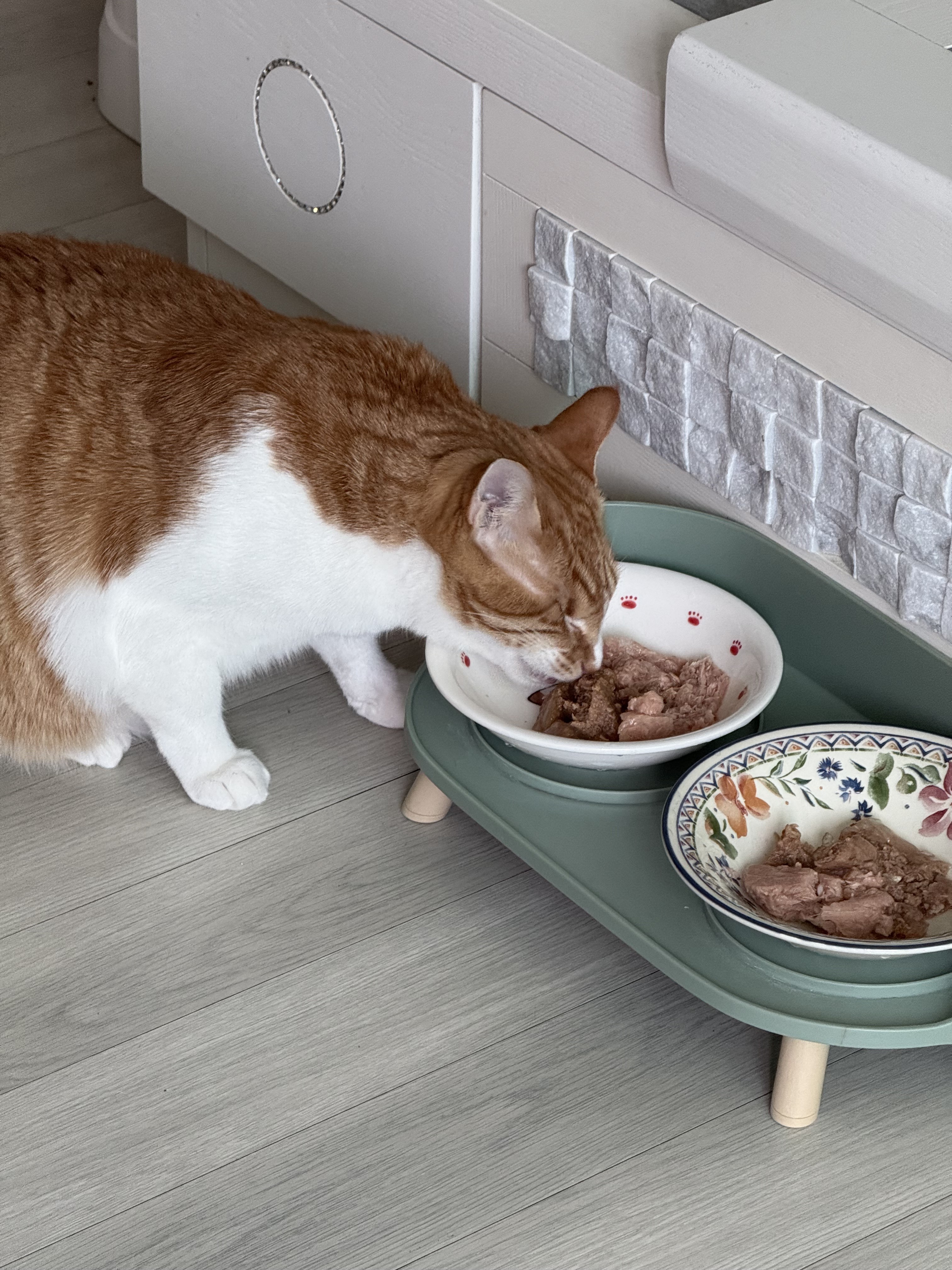 군산펫시터 대표 이미지