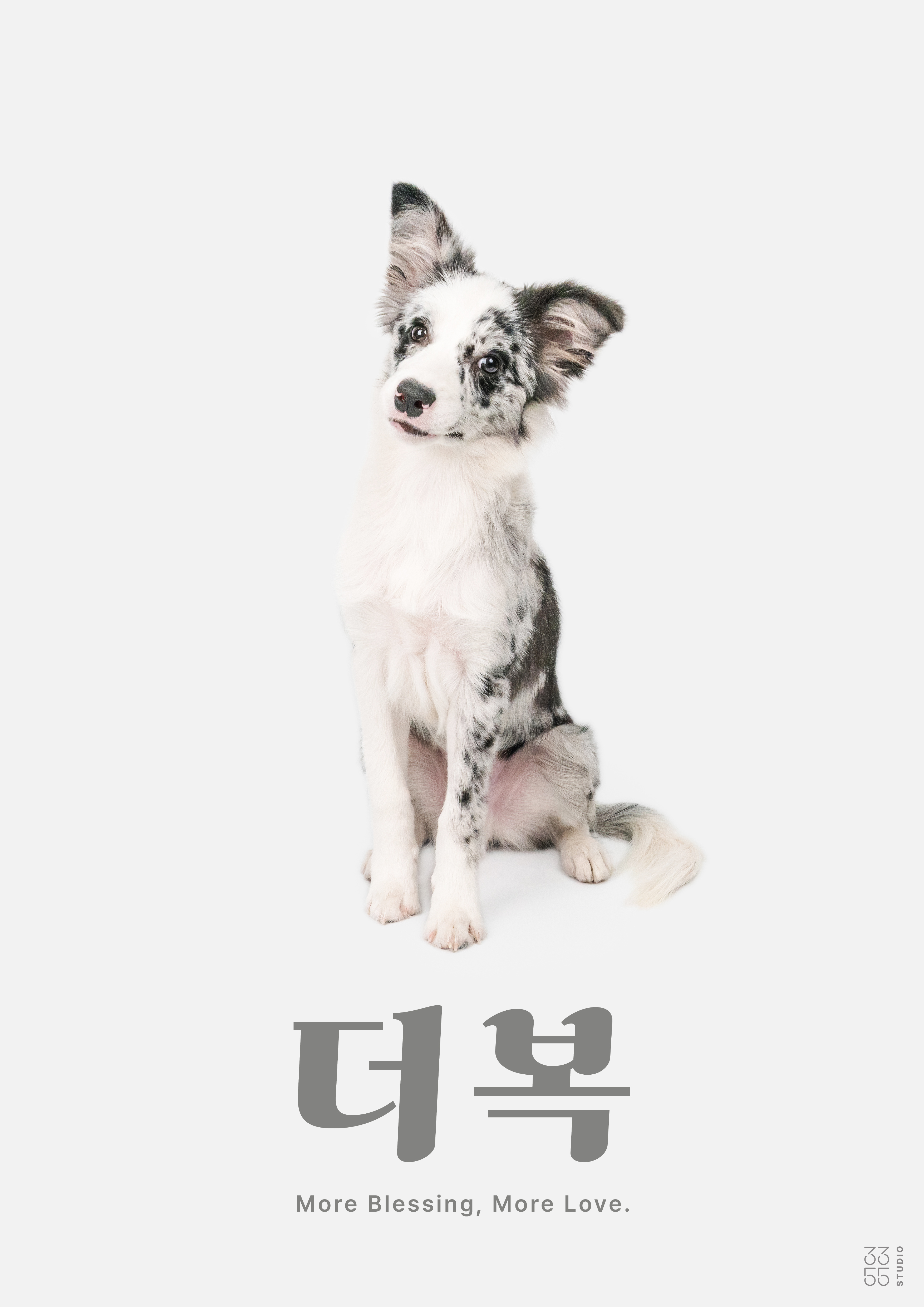 3355스튜디오 제품 인물 강아지사진 셀프촬영 작가촬영 대표 이미지