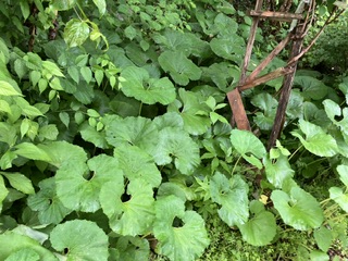 사랑산식당