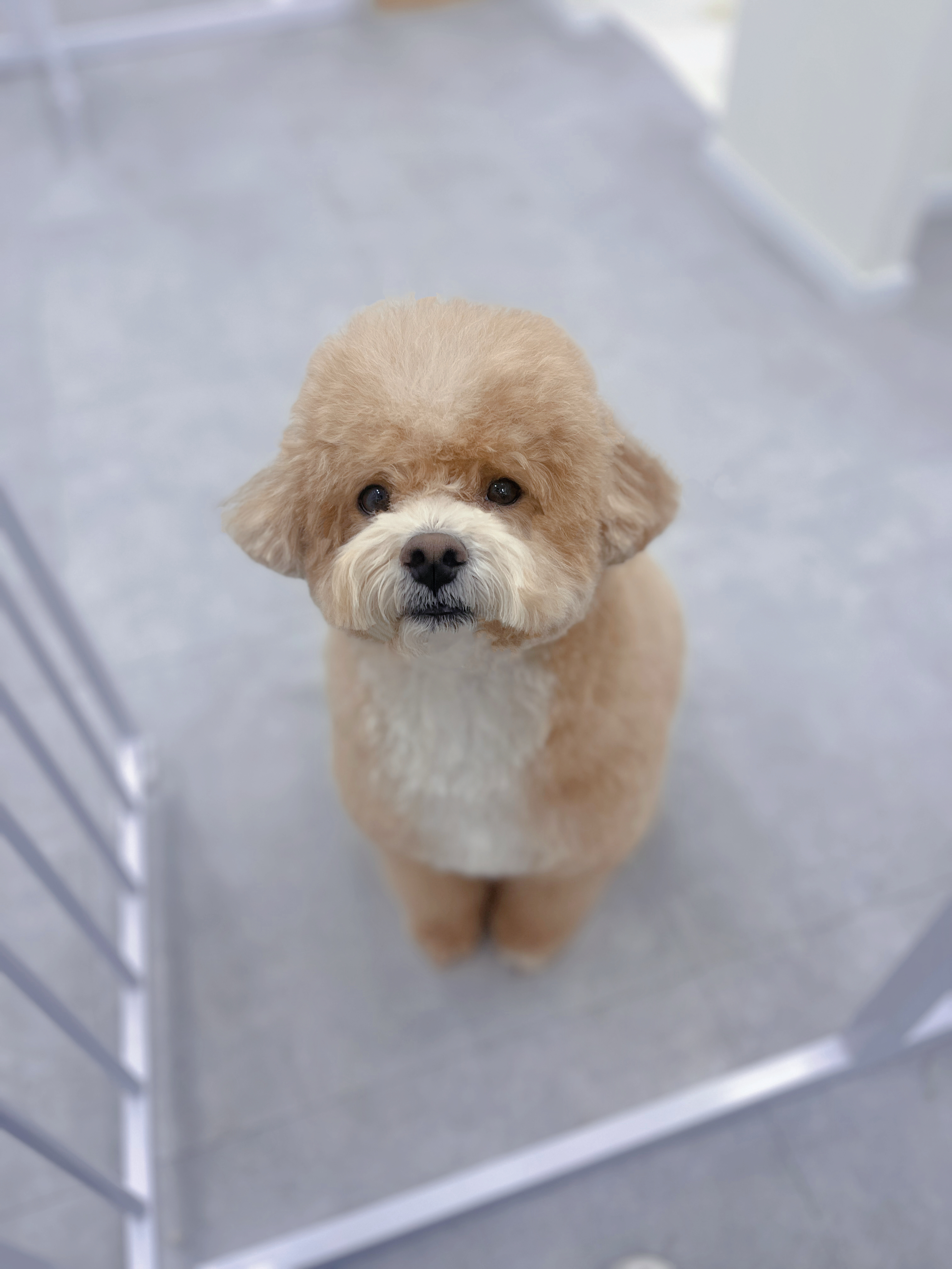 푸린이네 대표 이미지