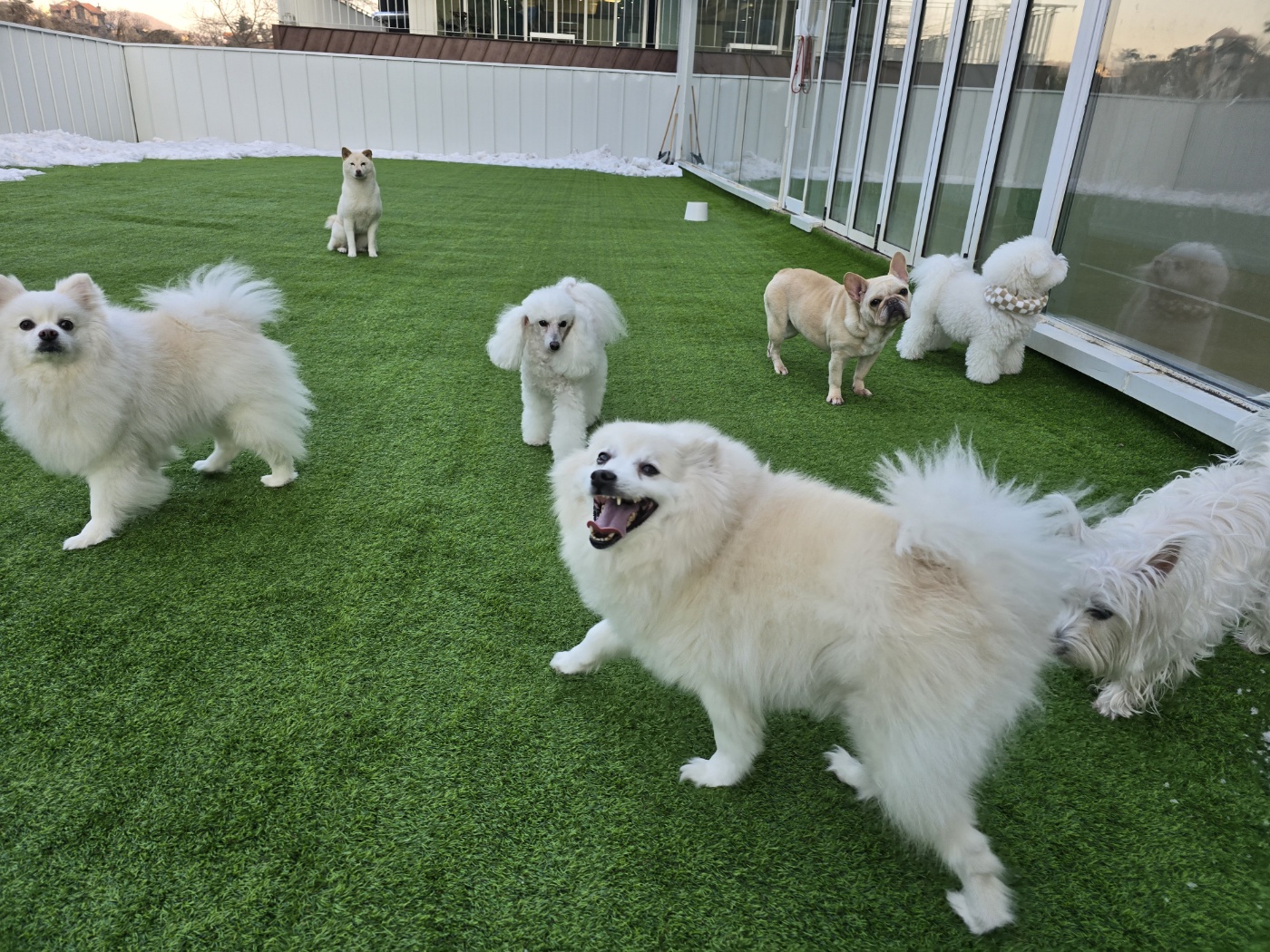 댕스케어 애견유치원/애견호텔/데이케어/애견훈련 대표 이미지