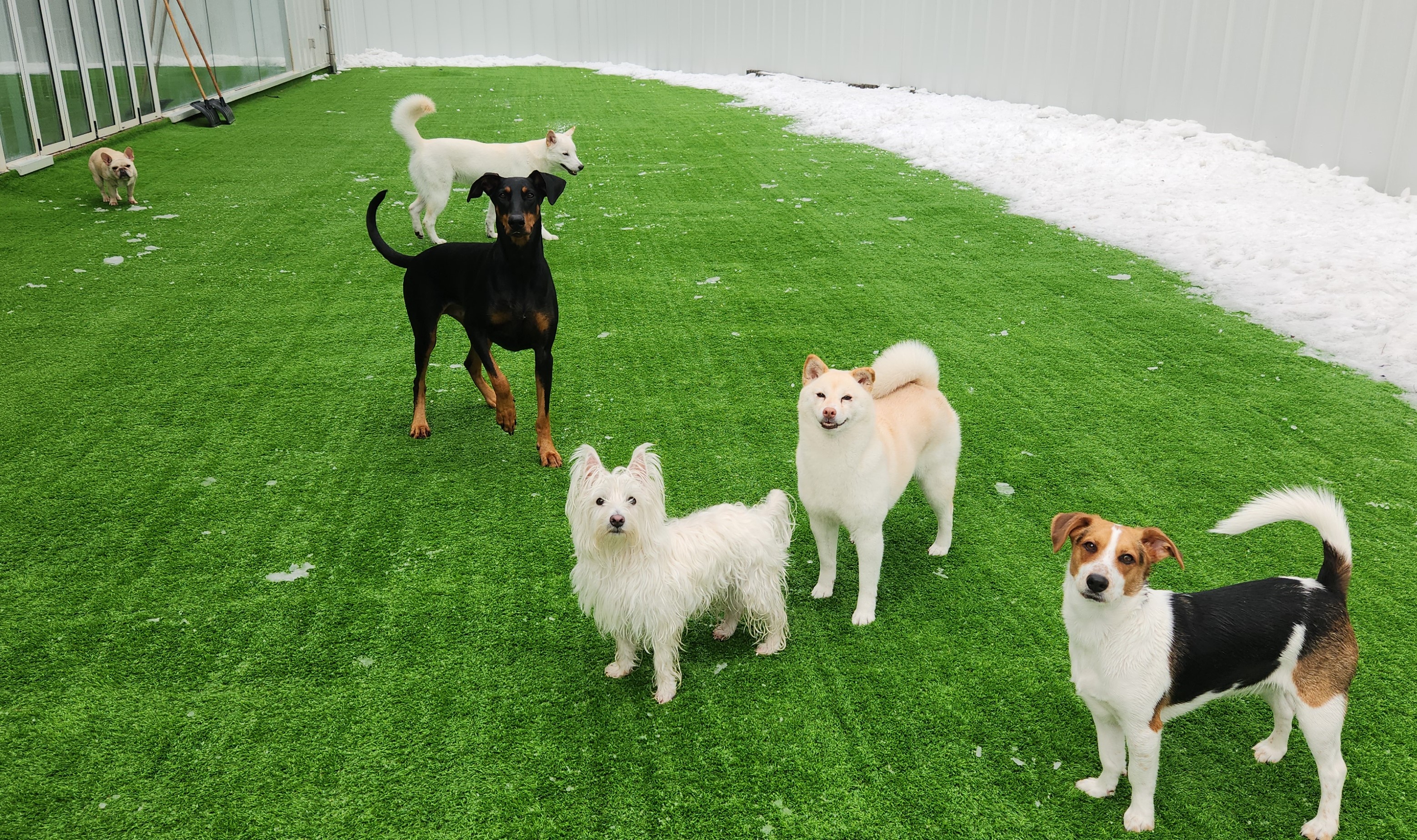 댕스케어 애견유치원/애견호텔/데이케어/애견훈련 대표 이미지