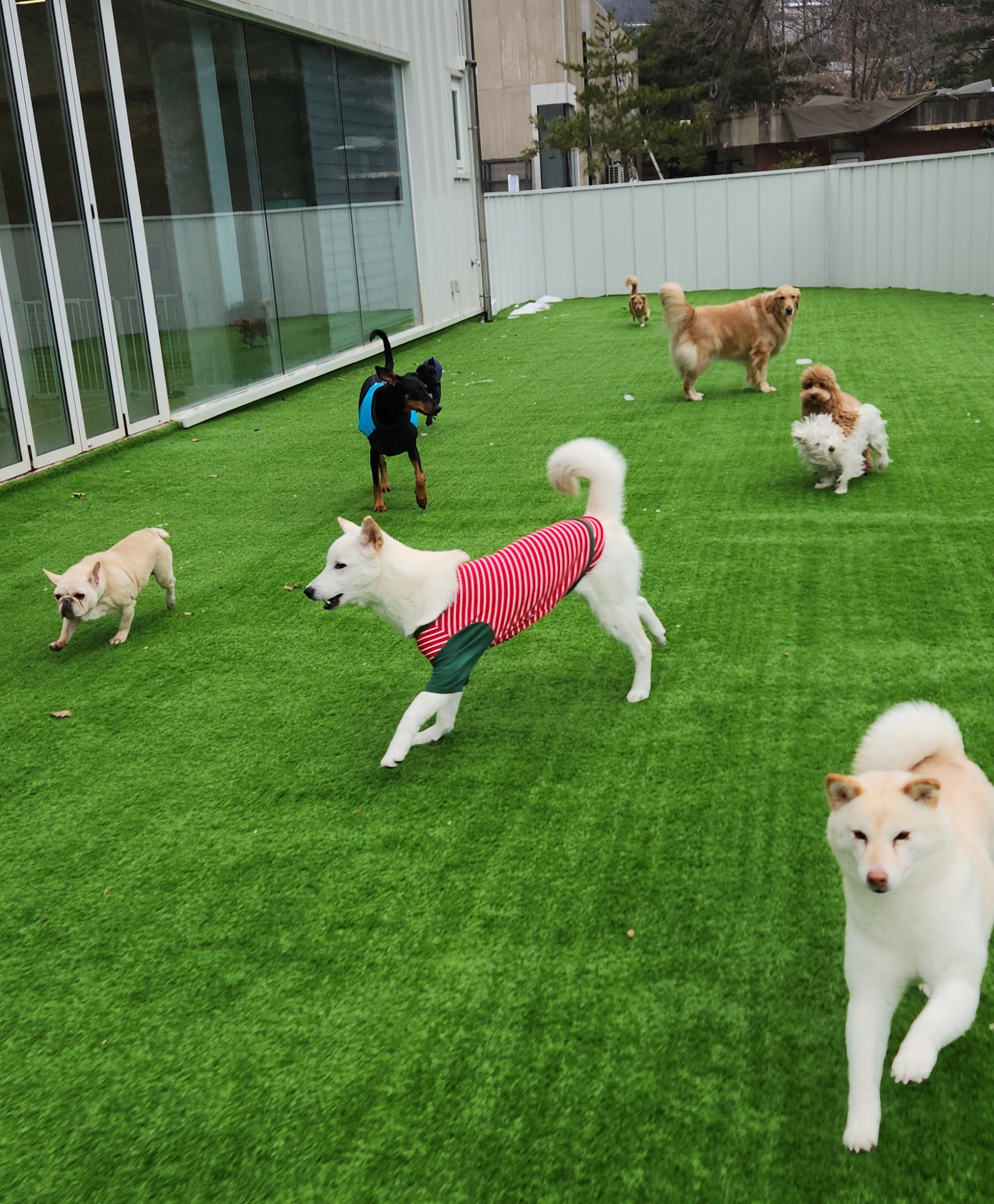 댕스케어 애견유치원/애견호텔/데이케어/애견훈련 대표 이미지