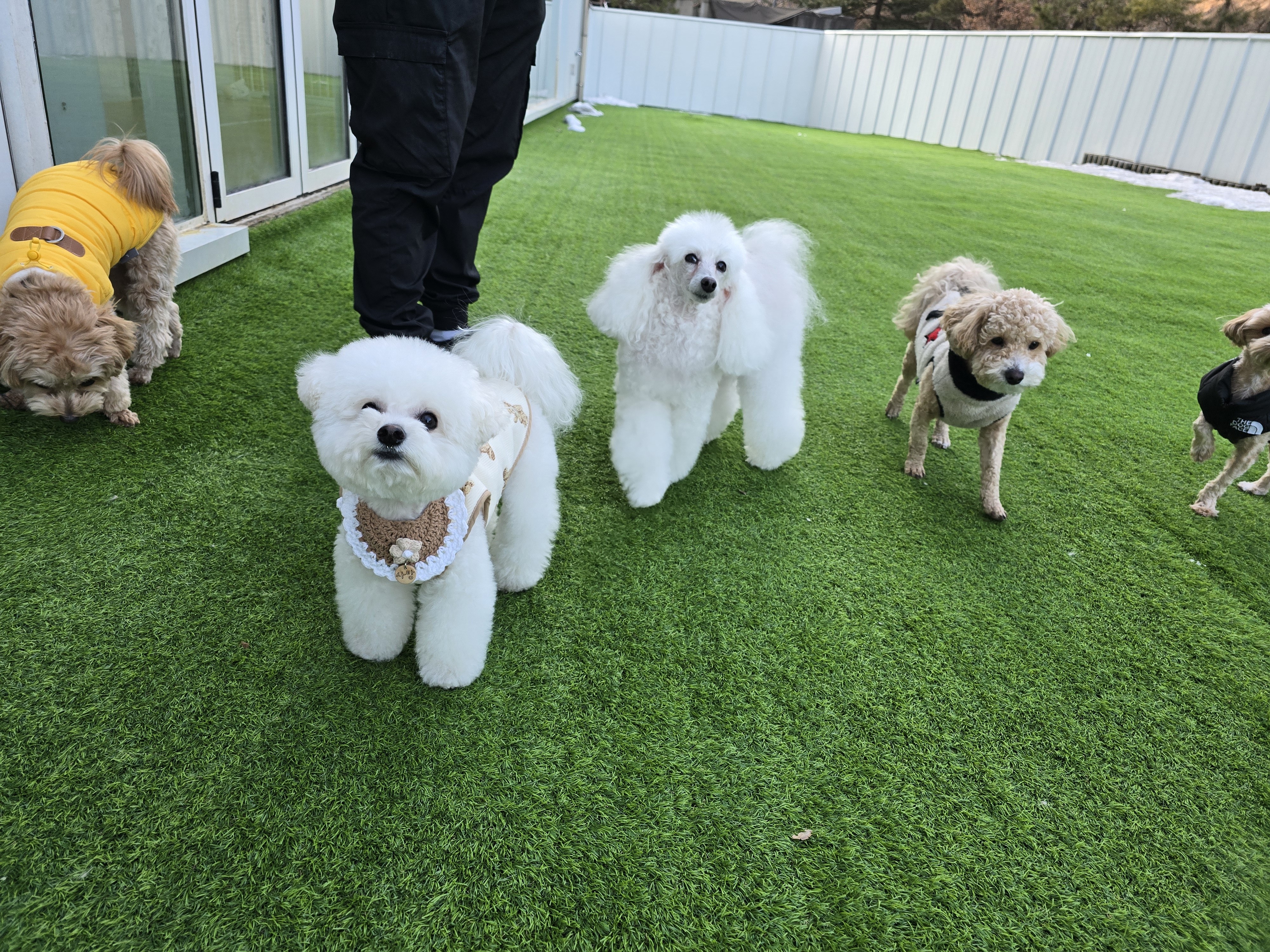 댕스케어 애견유치원 대표 이미지