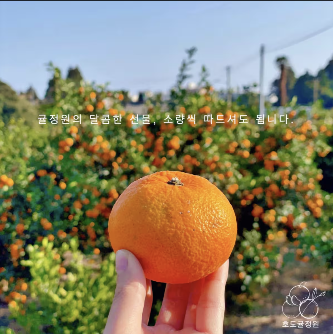 호도귤정원