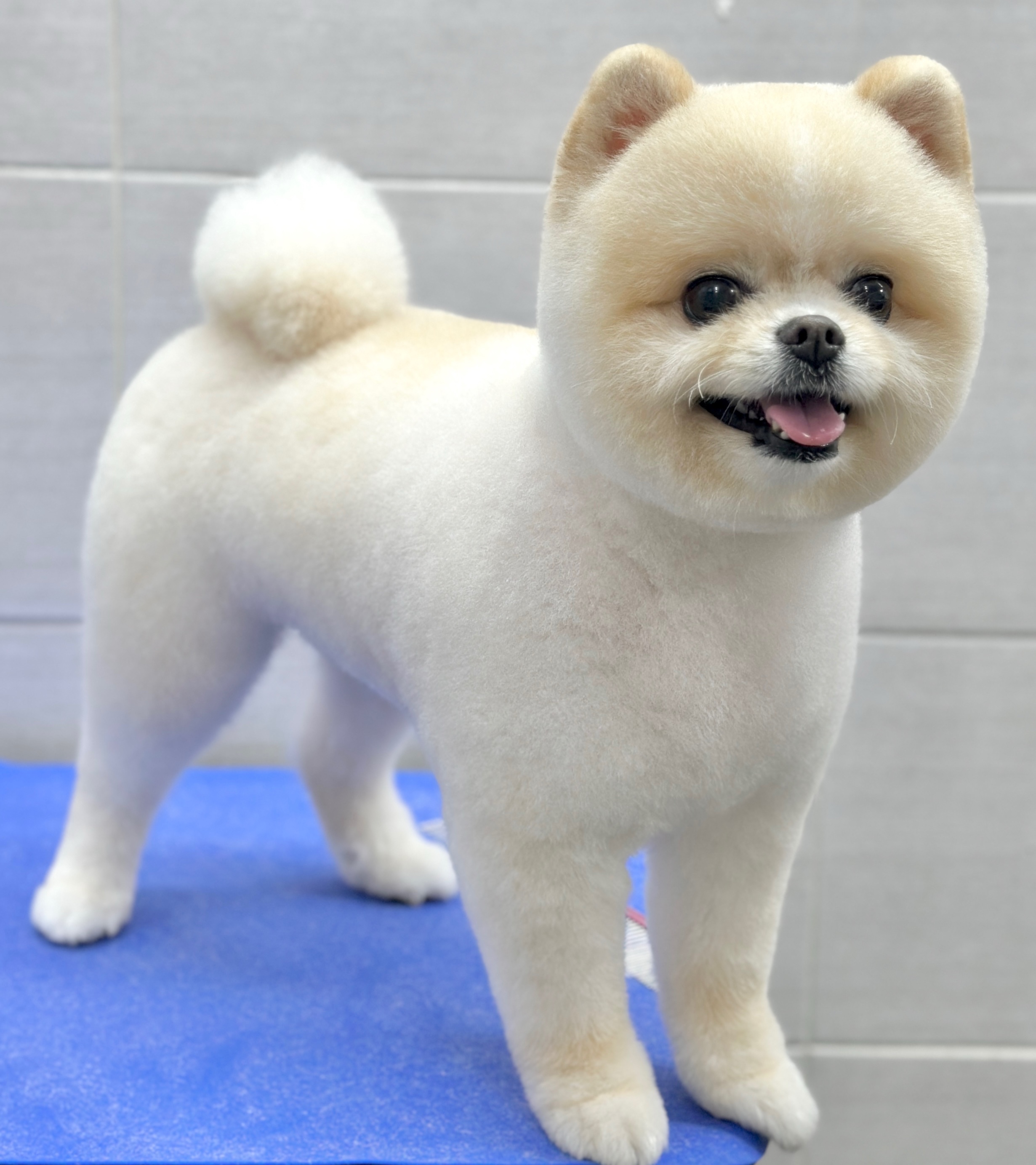 퍼피캣 애견미용 애견호텔 인천가좌점 대표 이미지