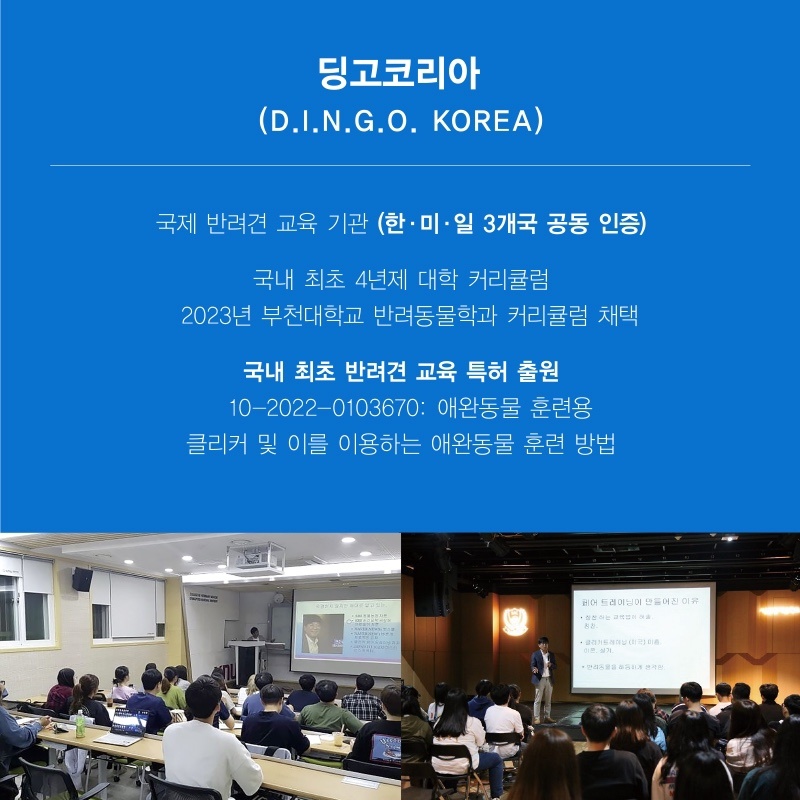 딩고코리아 반려견교육센터 애견훈련 애견유치원 애견호텔 대표 이미지