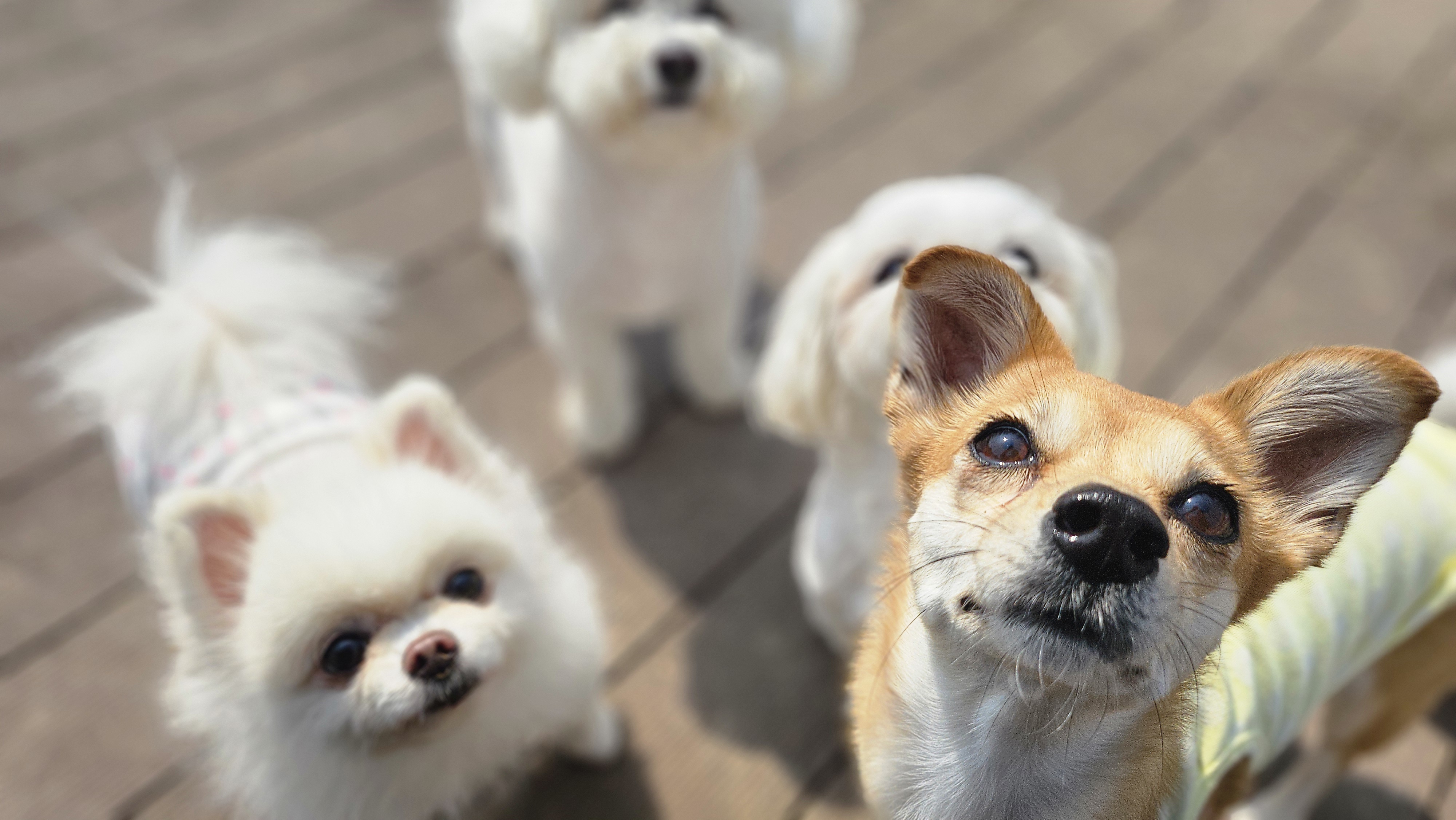 해피독 트레이닝 스쿨 애견유치원&애견호텔 대표 이미지