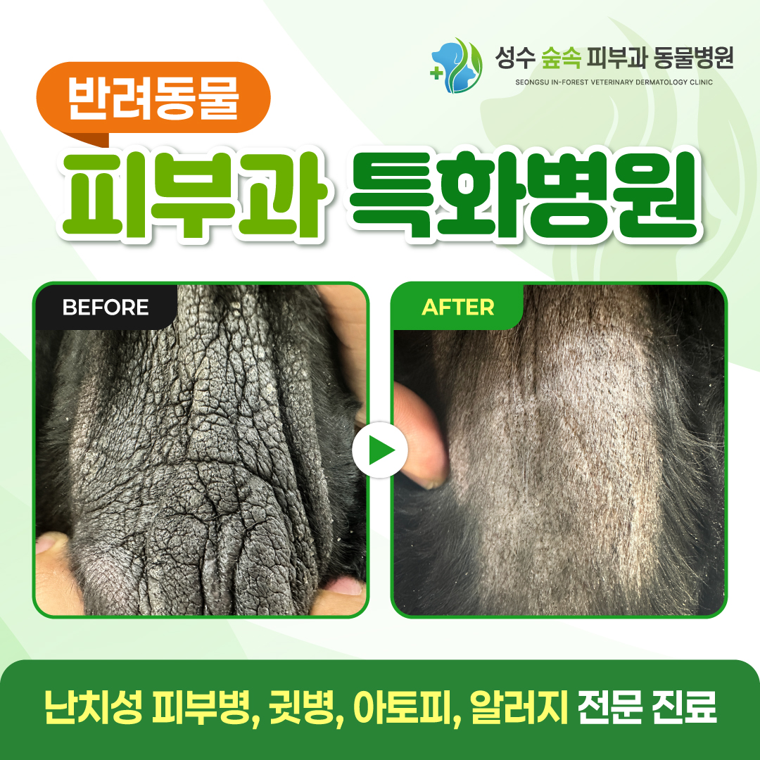 성수 숲속 피부과 동물병원