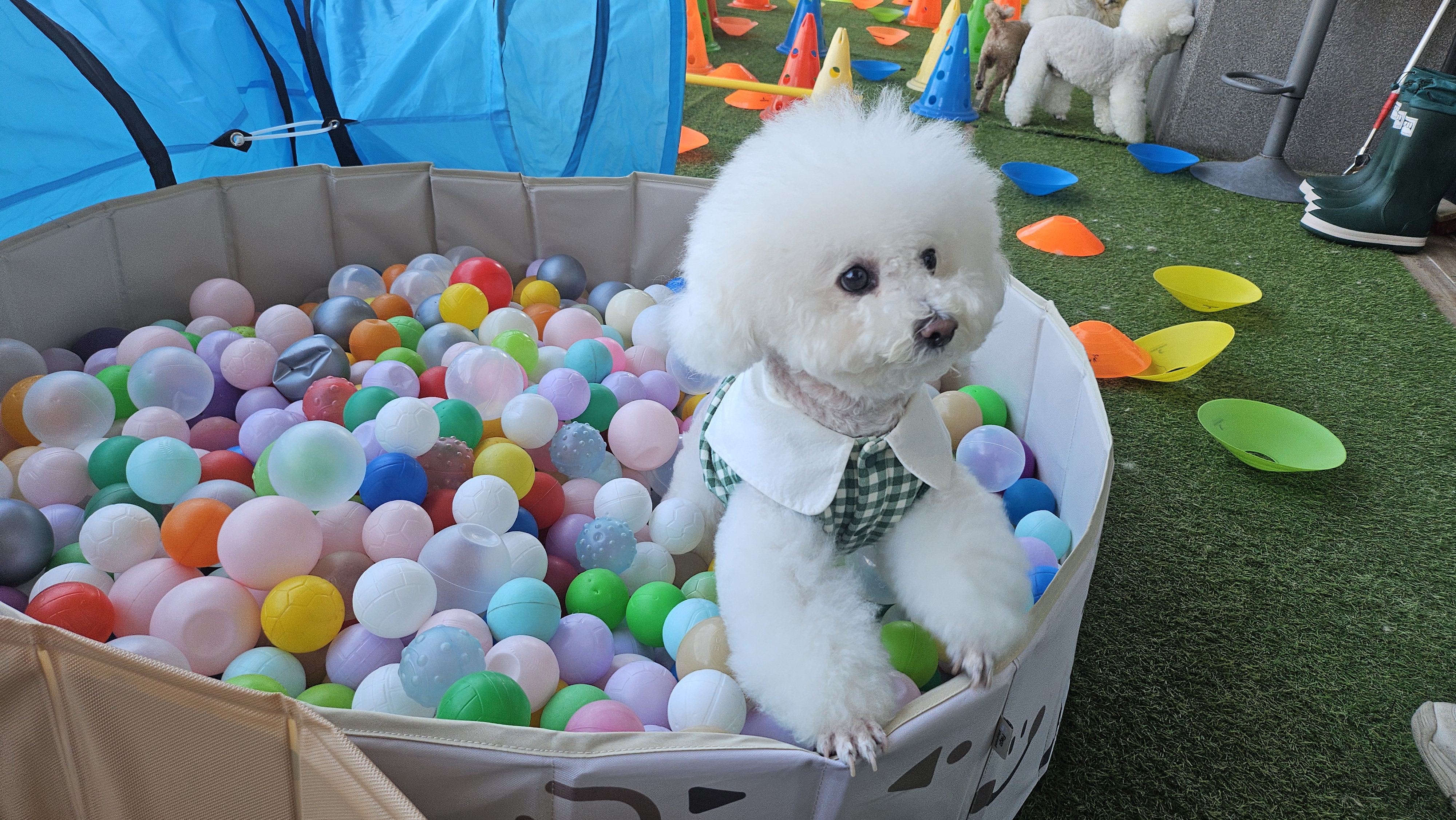 해피독 트레이닝 스쿨 대표 이미지