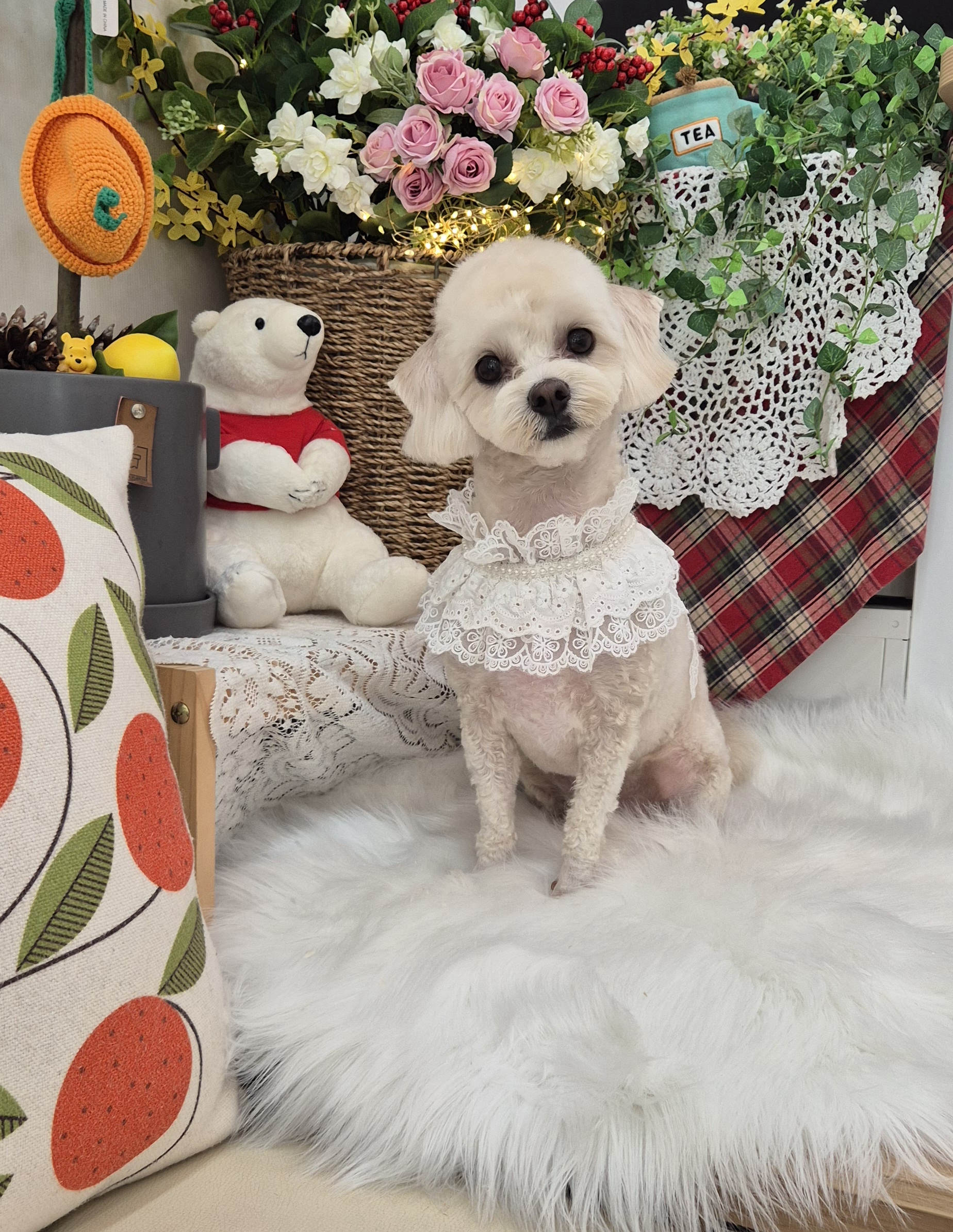 늘예쁜개 대표 이미지