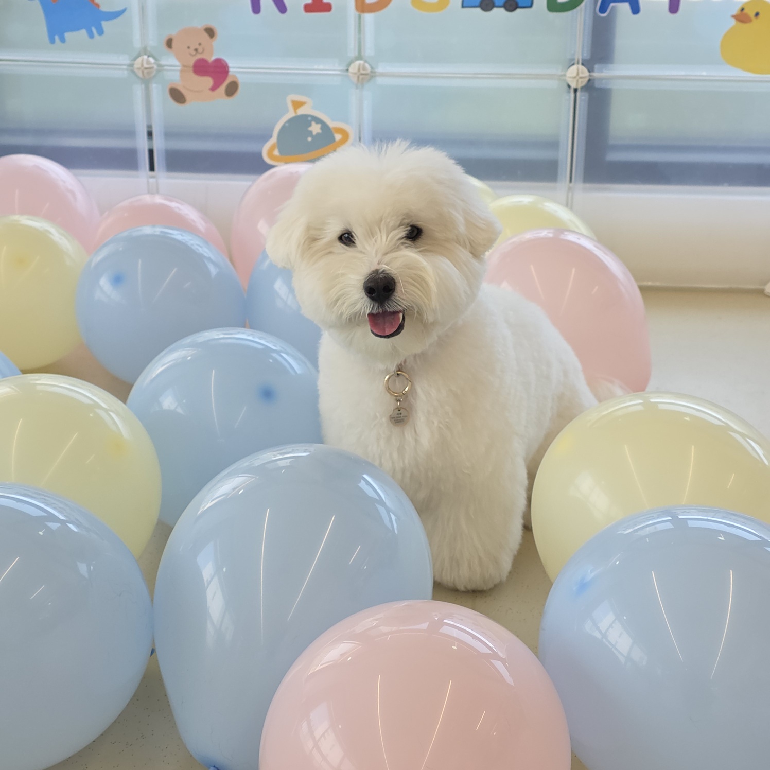 바우라움 강아지유치원&호텔 메인캠퍼스 대표 이미지