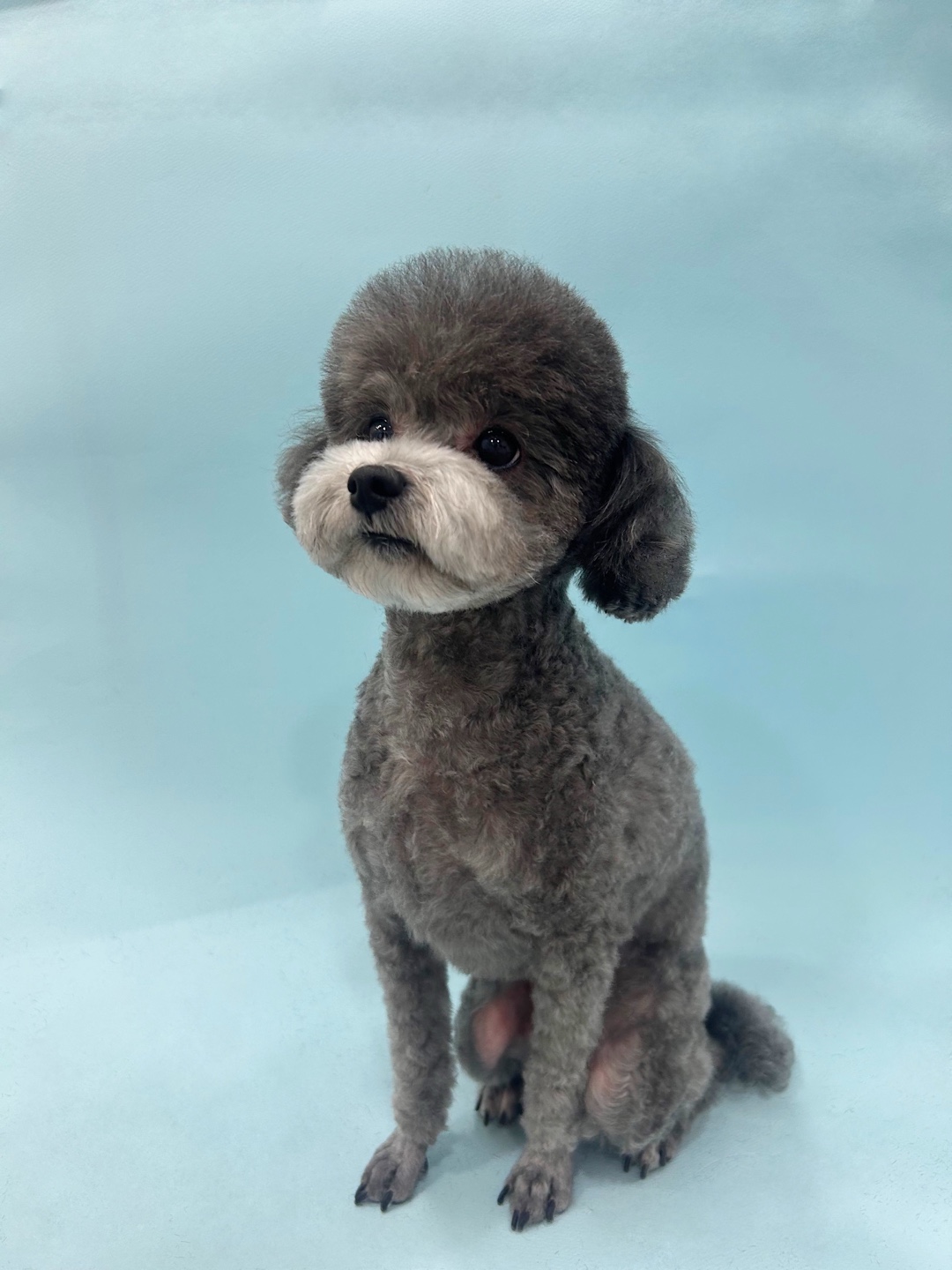 건강한강아지 수중트레드밀 재활센터 이미지