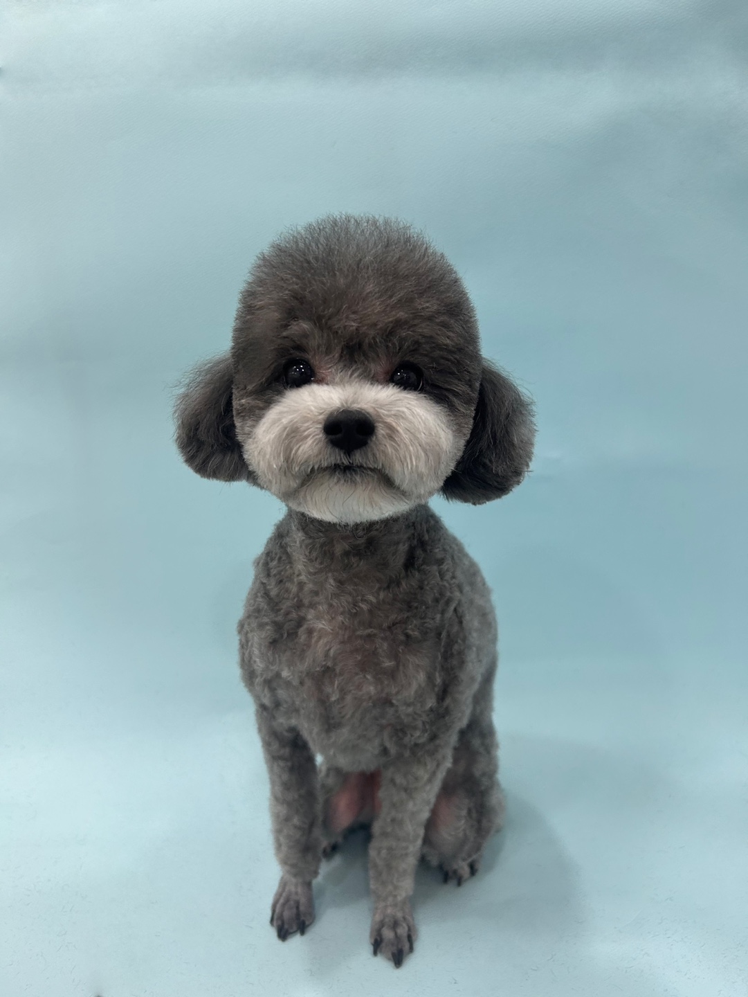 건강한강아지 대표 이미지