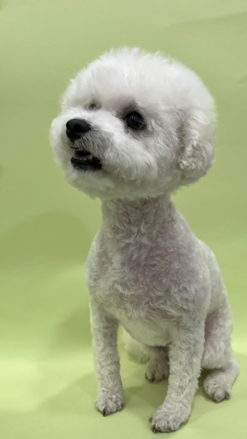 건강한강아지 대표 이미지