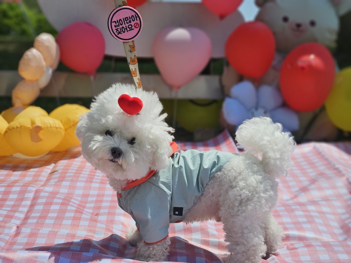 바우라움 강아지유치원&호텔 메인캠퍼스 대표 이미지