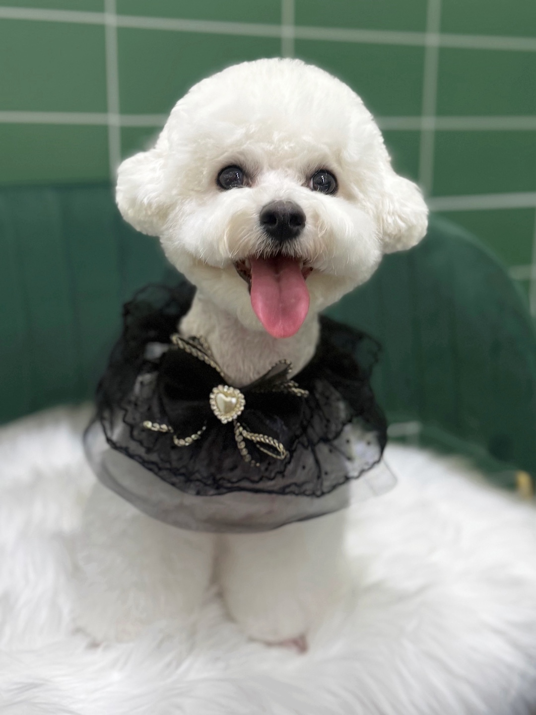 버블독스 포항오천점 대표 이미지