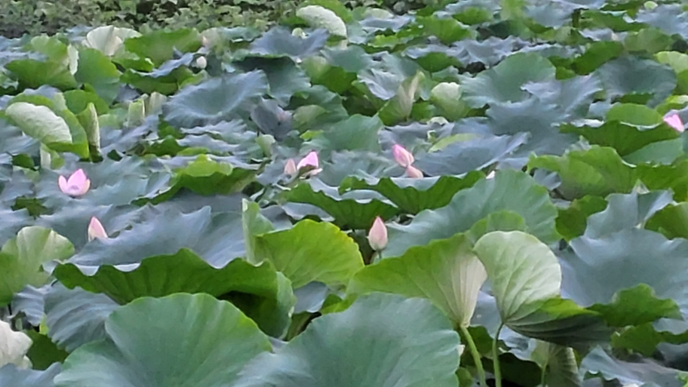 연꽃자리 캠핑타운