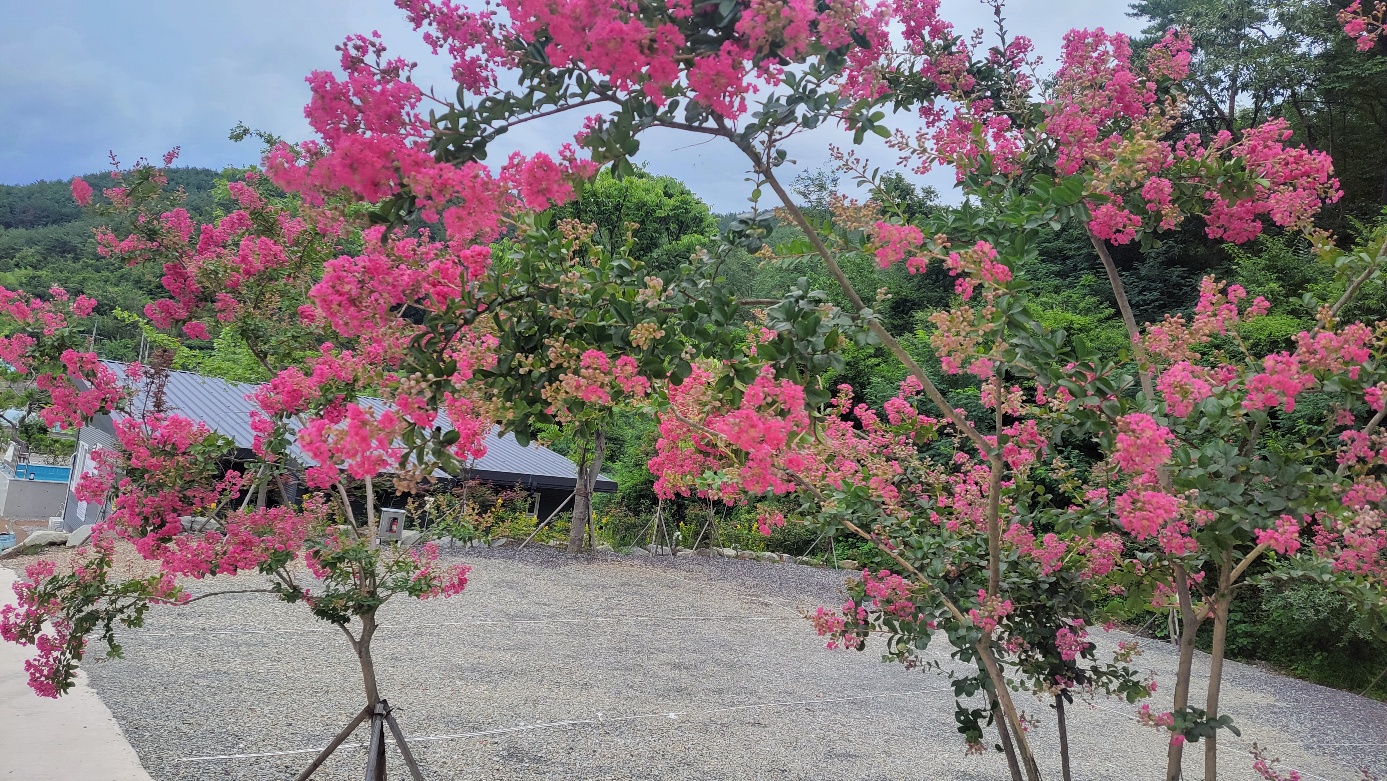 연꽃자리 캠핑타운