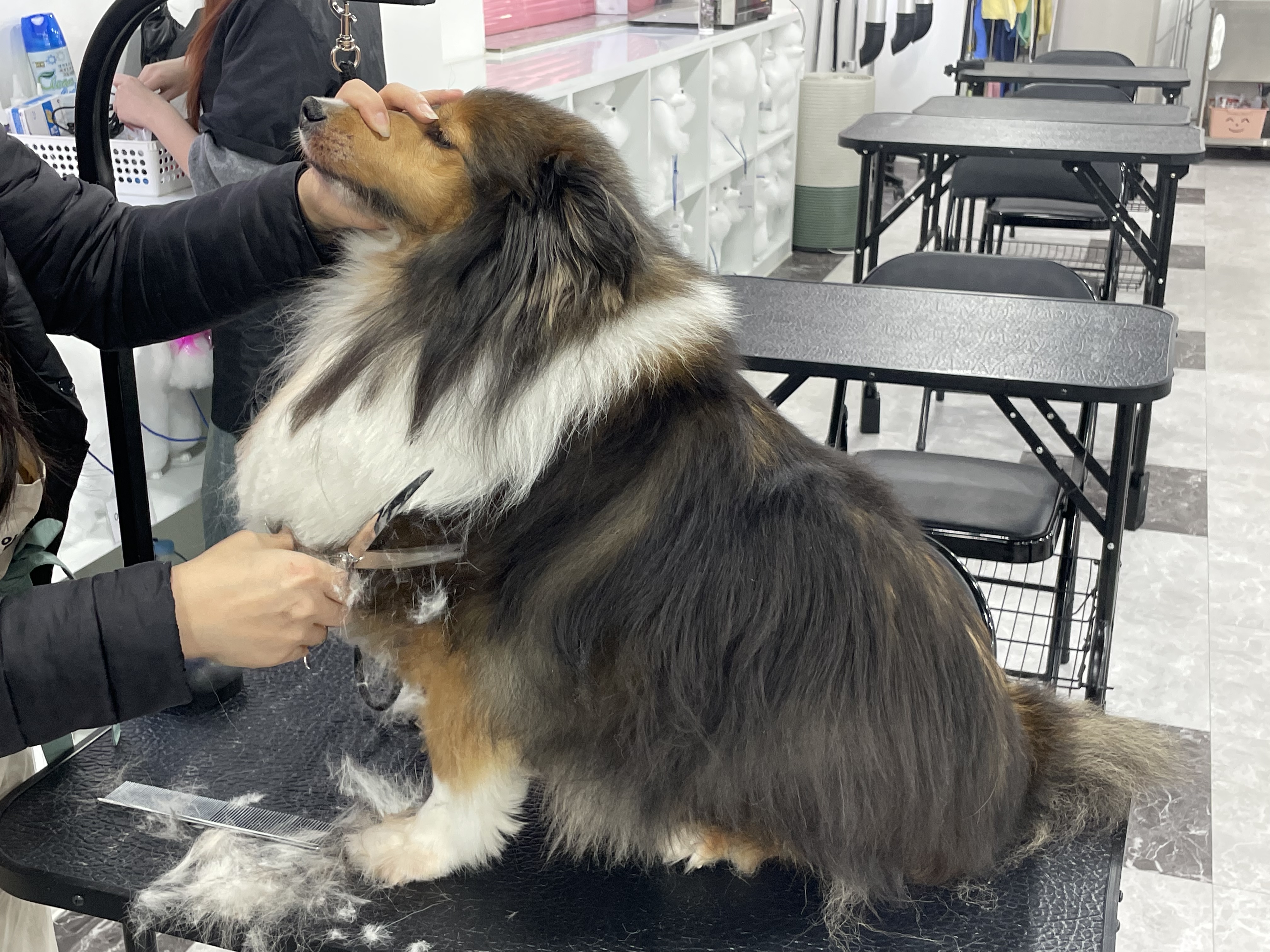 이바우펫애견미용학원 노원아카데미 대표 이미지