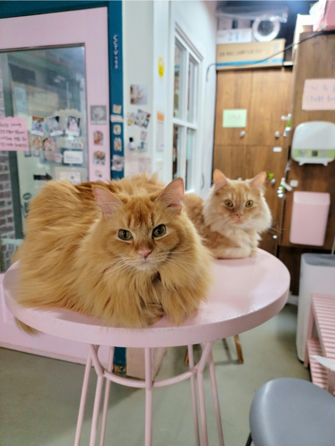냥다방
