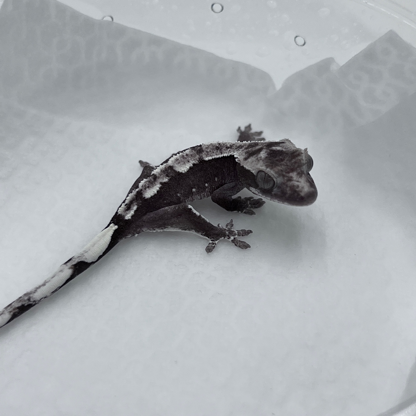 폴리네시아 게코 브리딩룸 대표 이미지