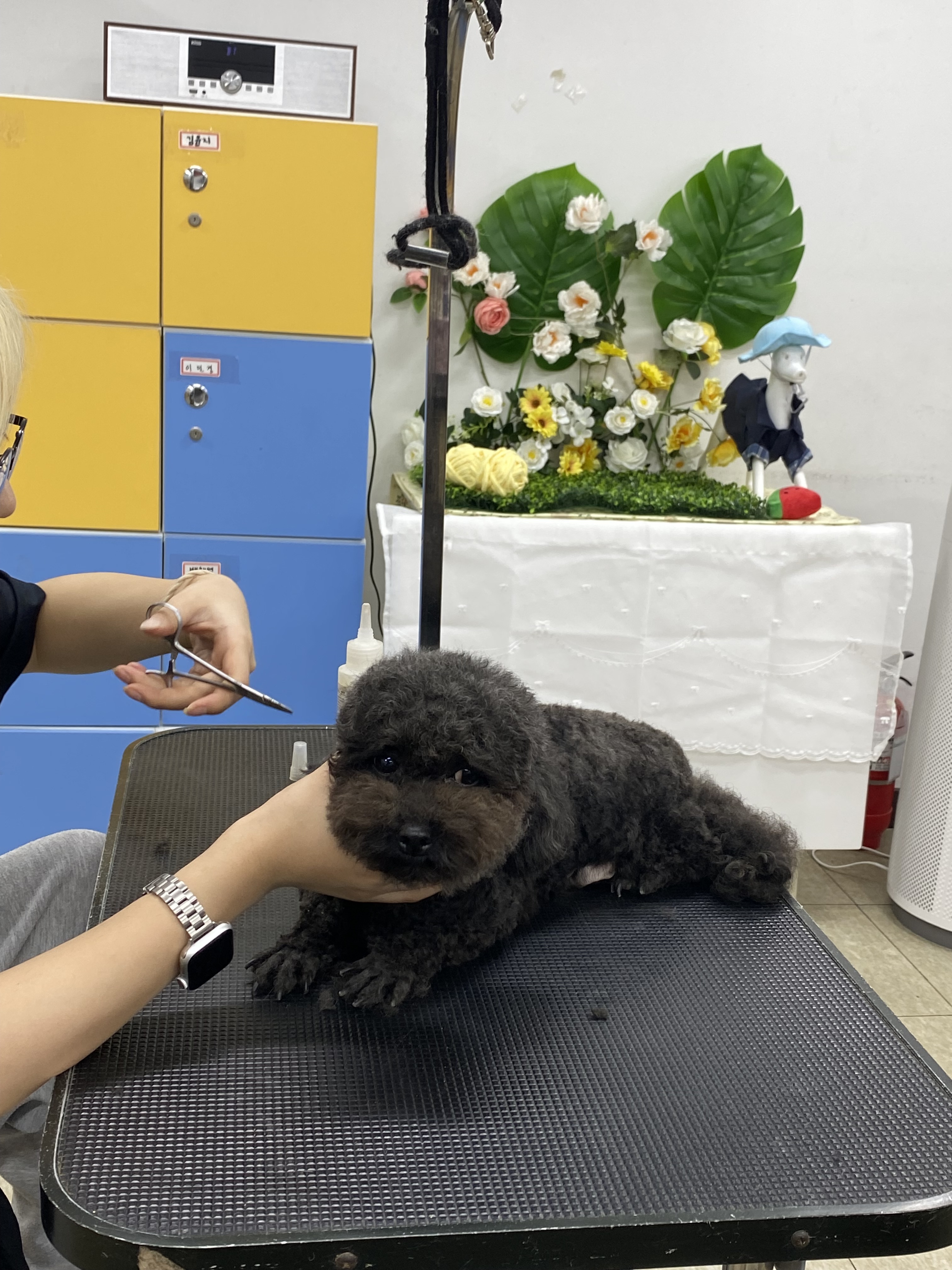 베스트강북애견미용학원 대표 이미지