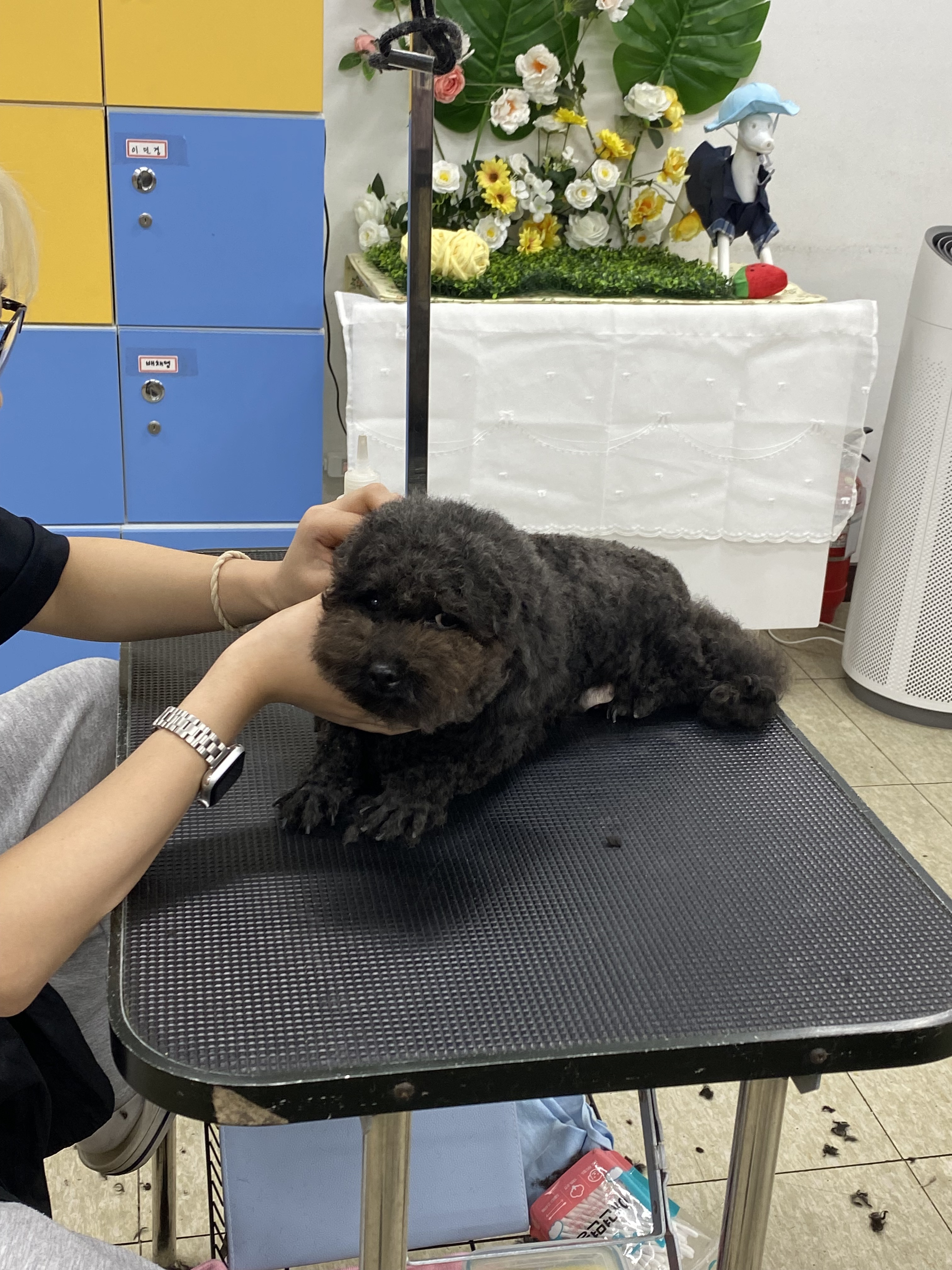 베스트강북애견미용학원 대표 이미지