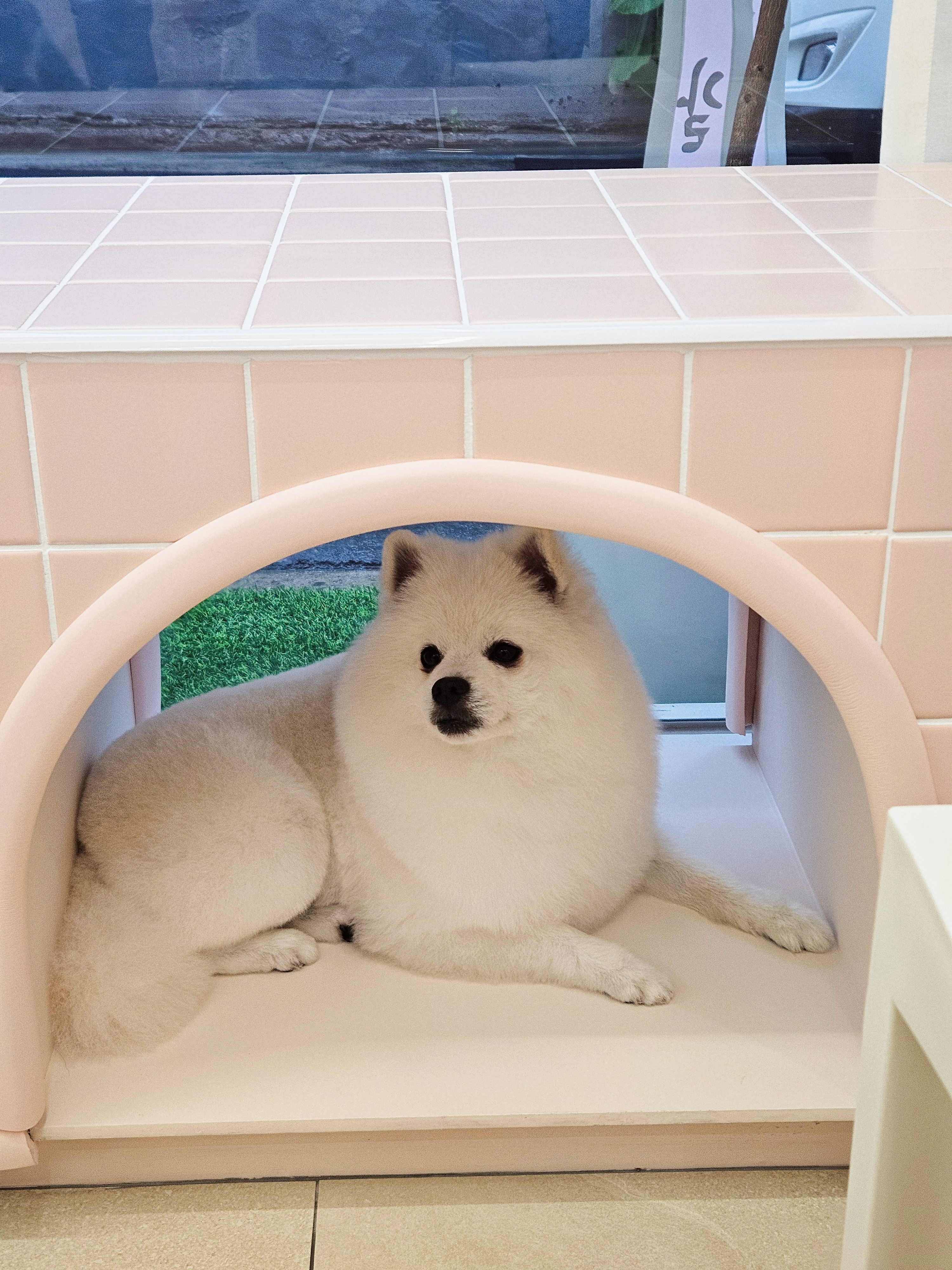 훈훈 반려견미용실 대표 이미지