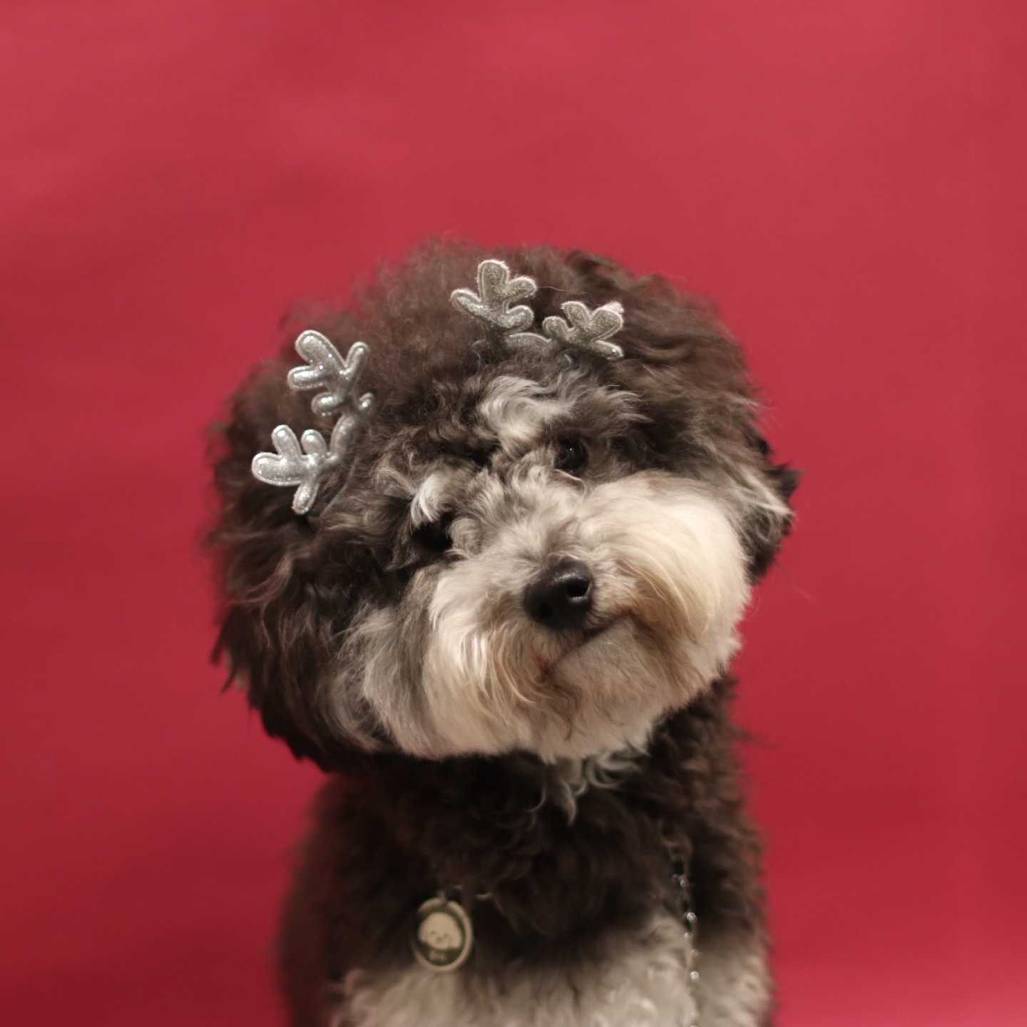 도기도기 대표 이미지