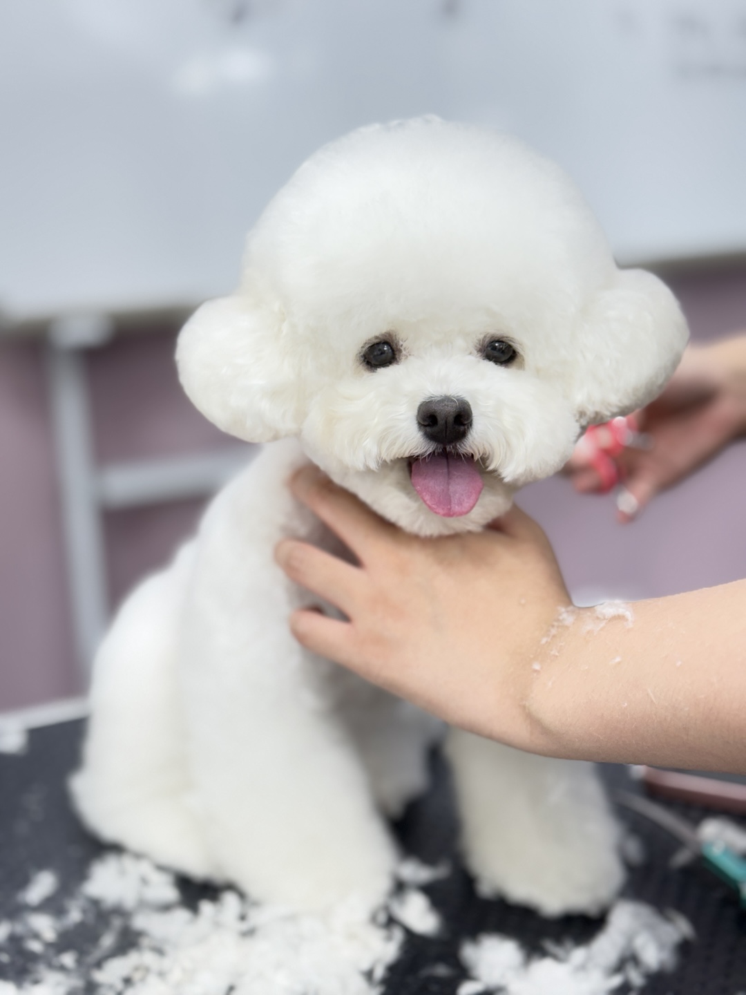 이바우펫 분당점 대표 이미지