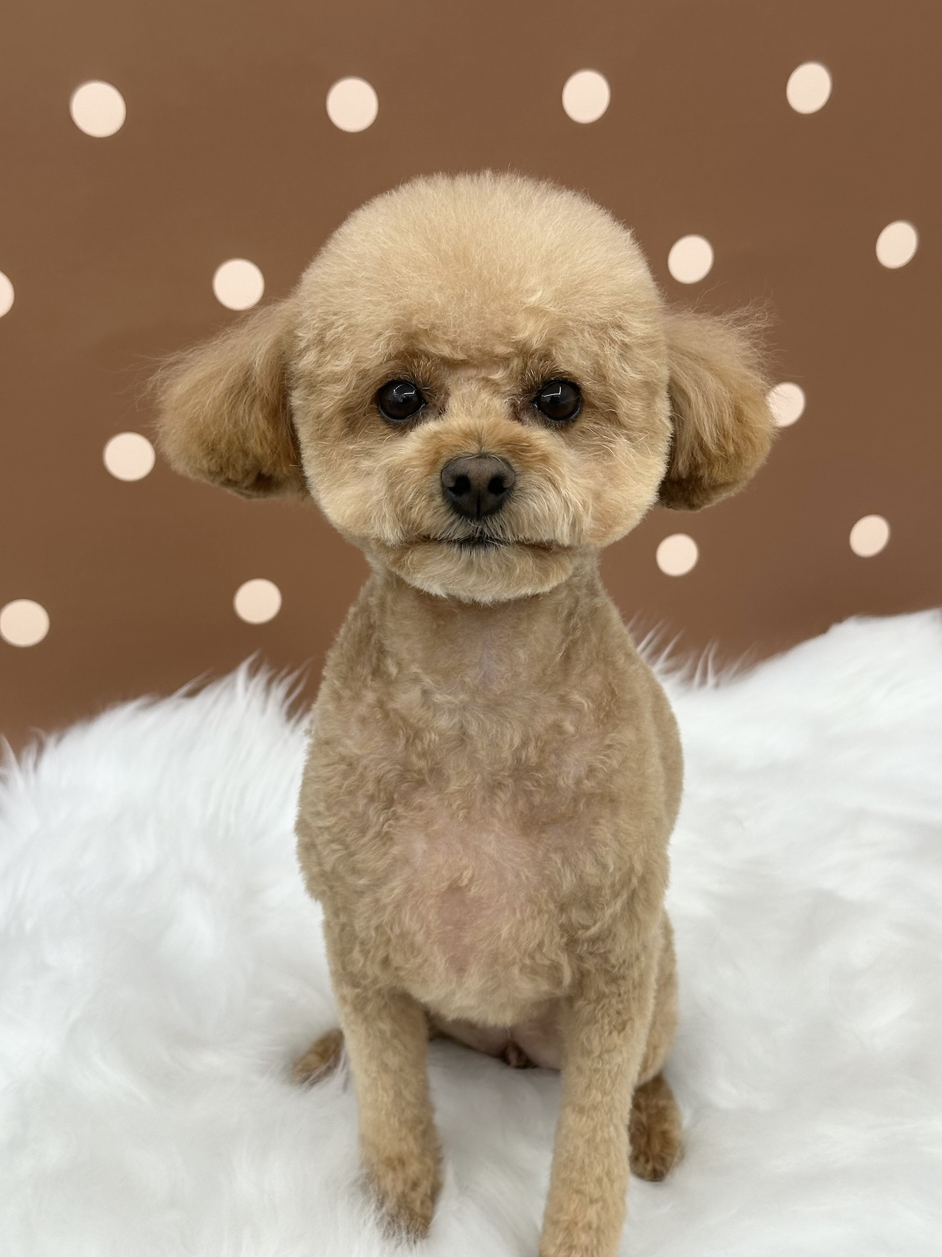 산책가자멍 대표 이미지