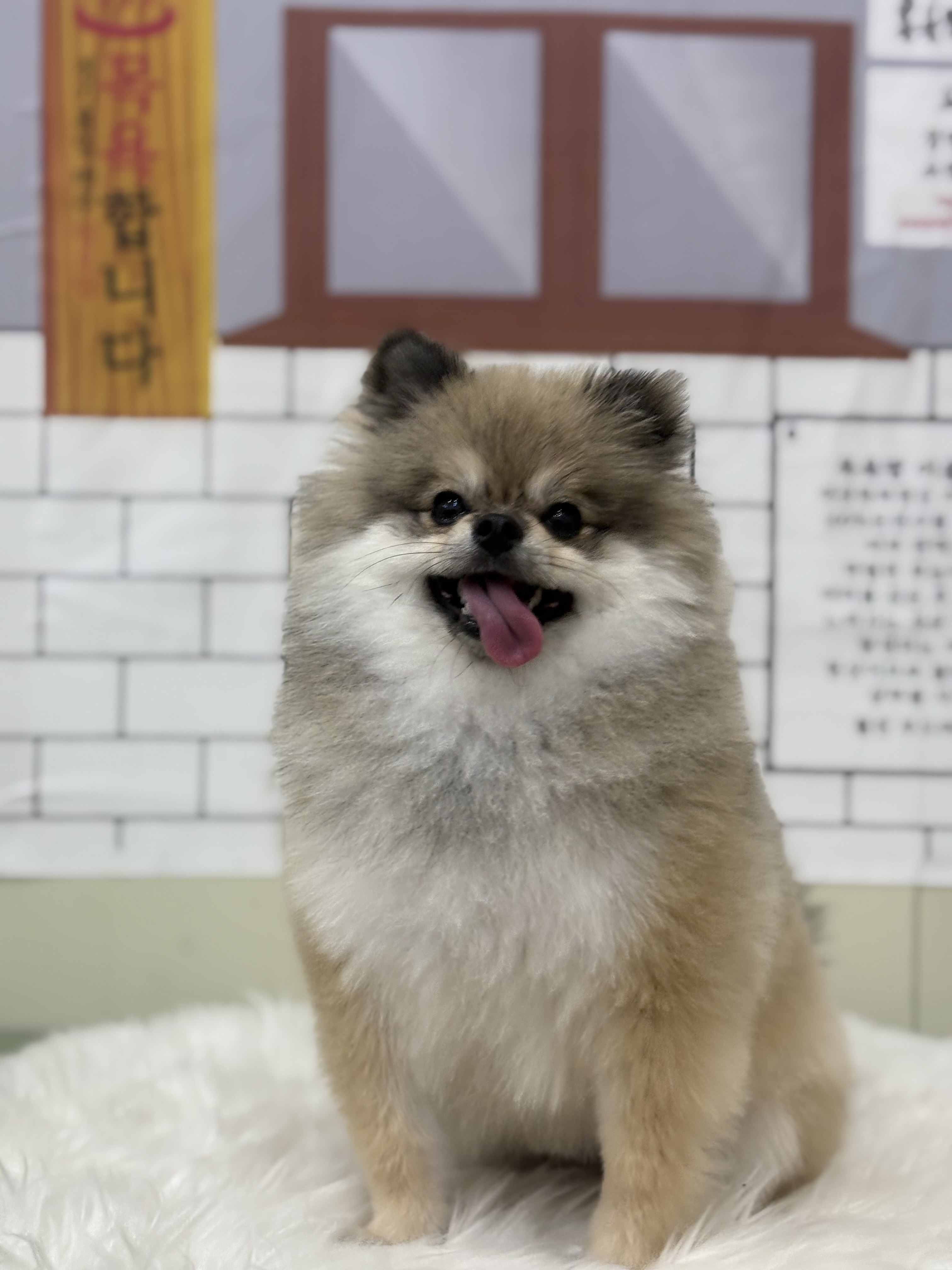 딜라잇독 앤 캣 대표 이미지