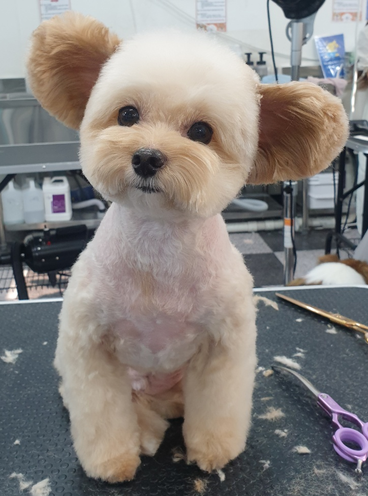 이바우펫애견미용학원 분당아카데미 대표 이미지