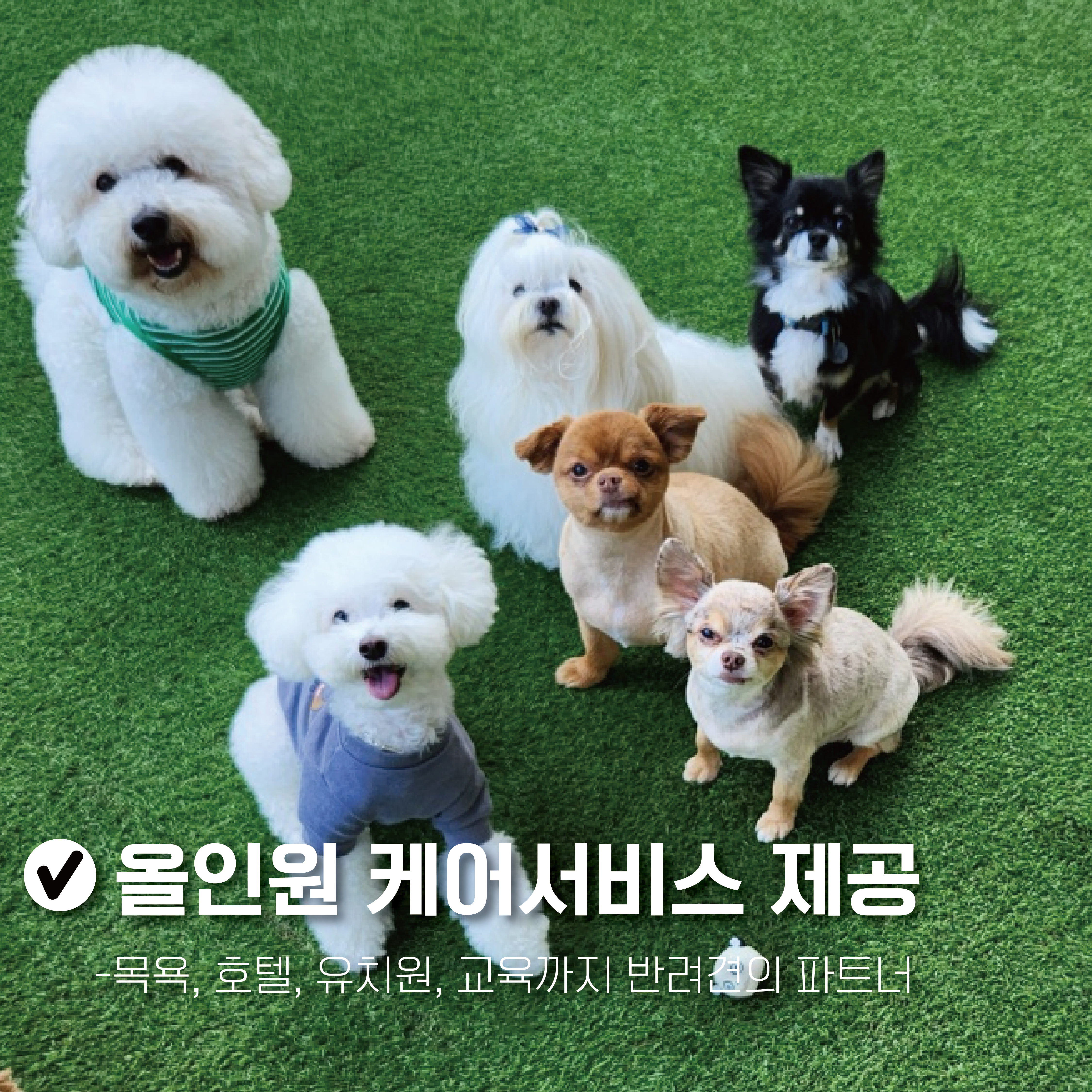 펫타리움 청담 2