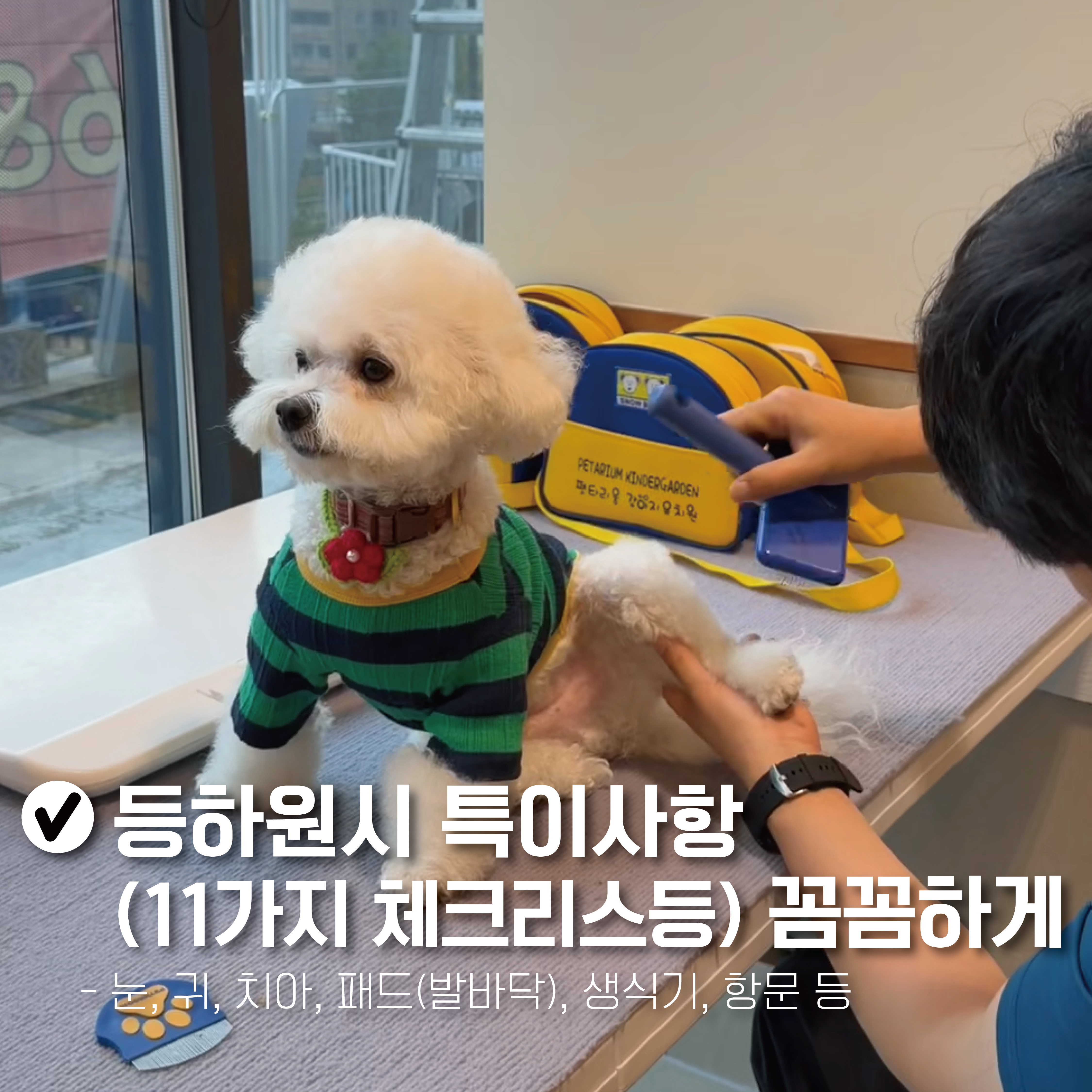 펫타리움 청담점 대표 이미지