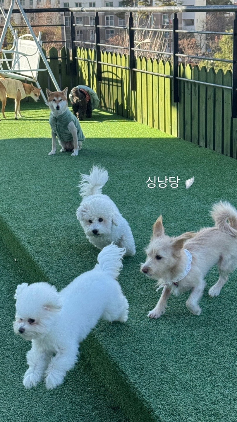 멍멍아 이리와 6