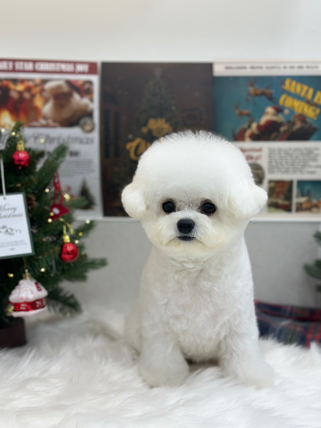 땡큐 펫 살롱 대표 이미지