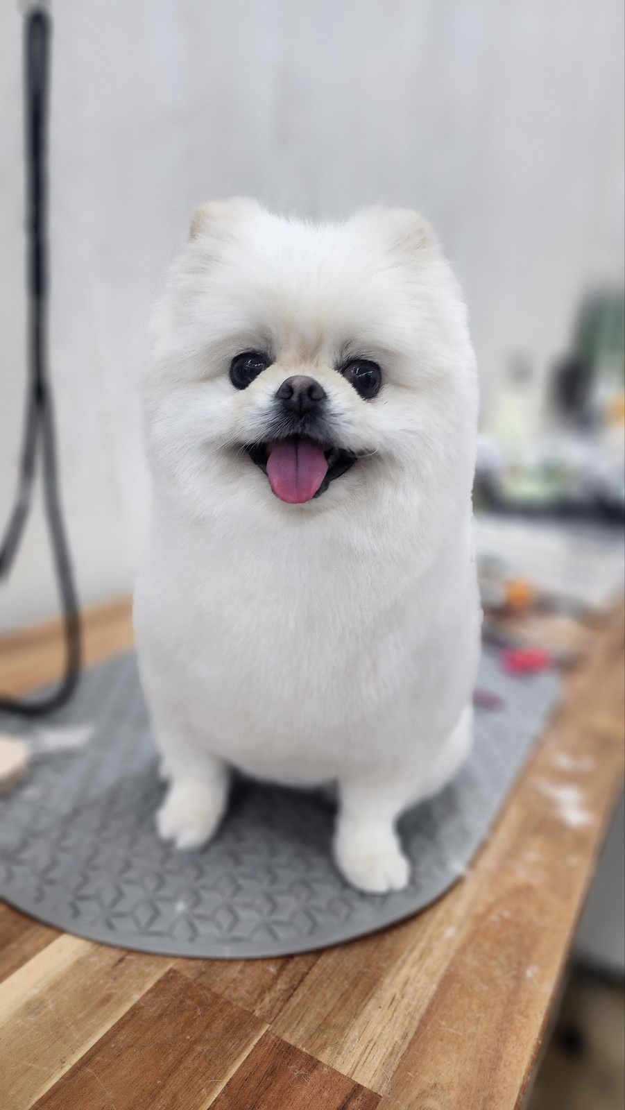 뽀삐살롱 대표 이미지