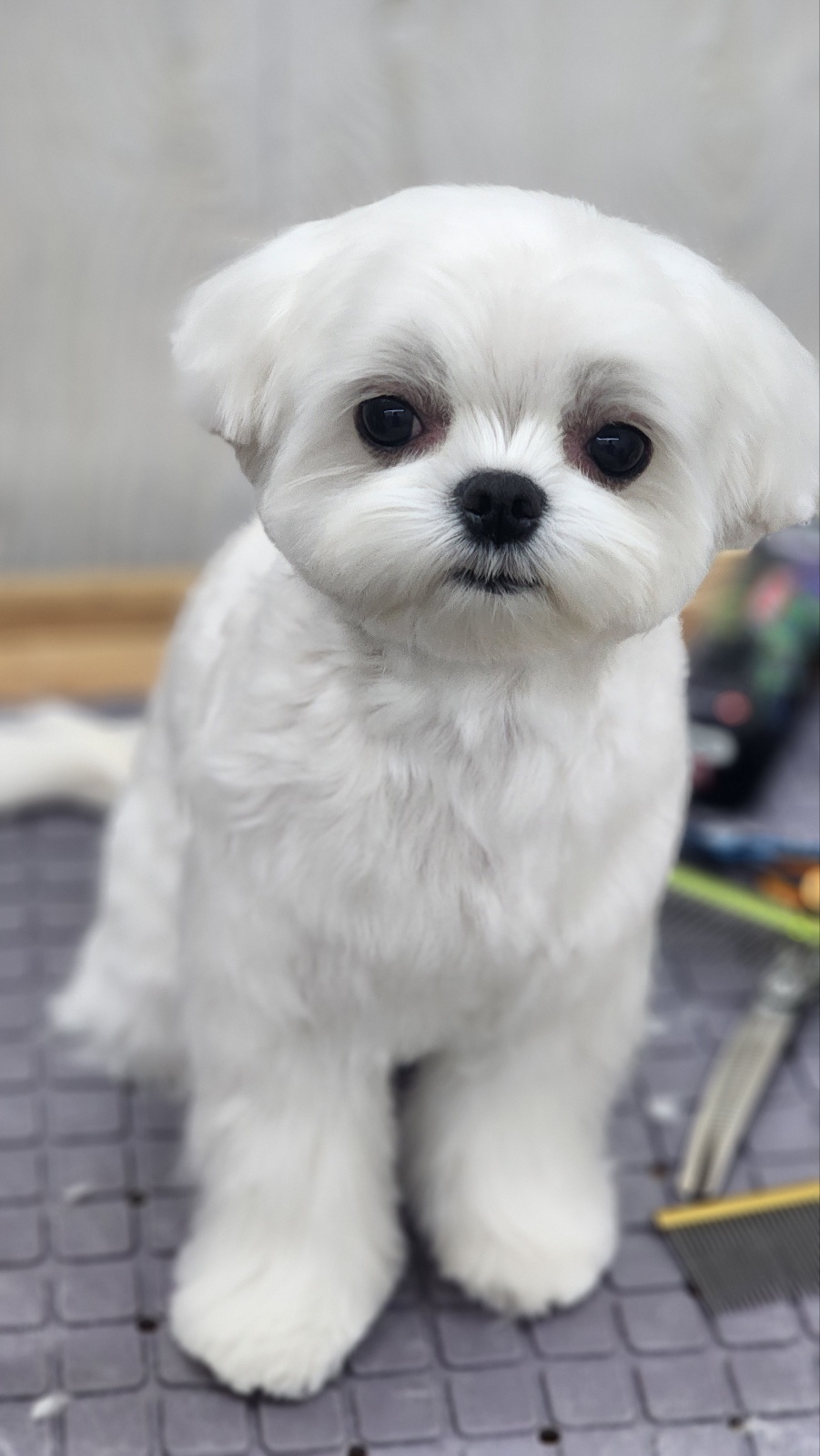 쌍령동 뽀삐살롱